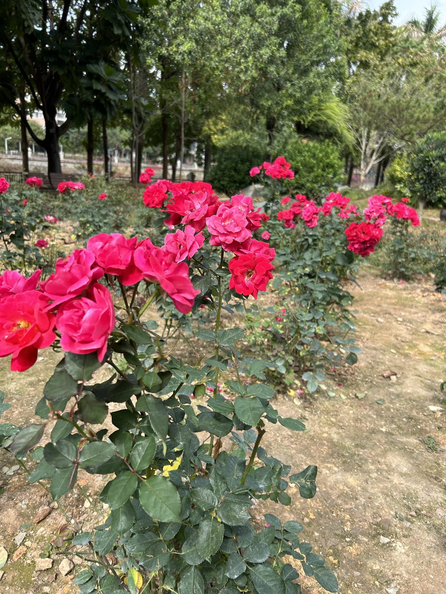 东湖公园旅行图片 2