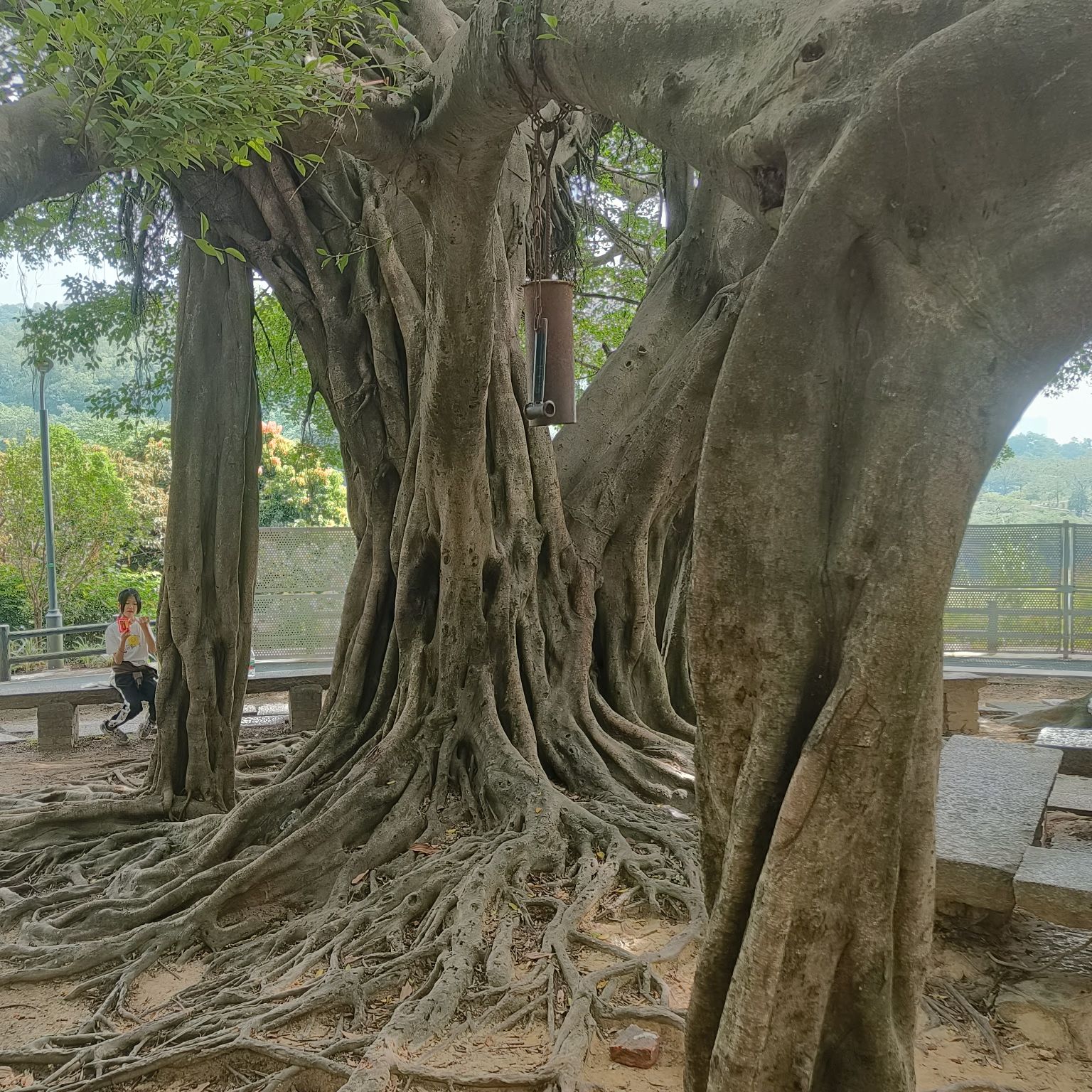 大西坑保护区旅行图片 2