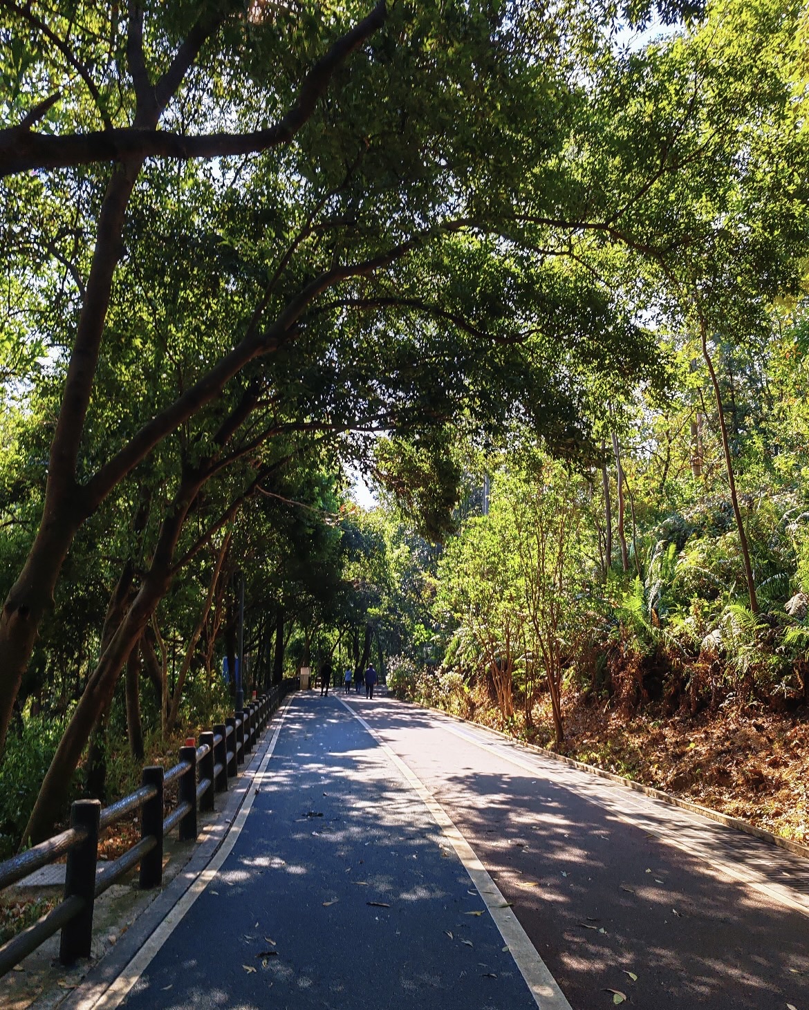 大西坑保护区旅行图片 2