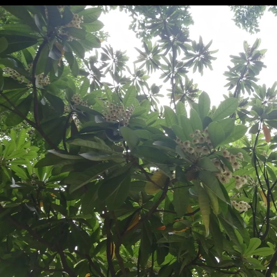 东涌公园旅行图片 1