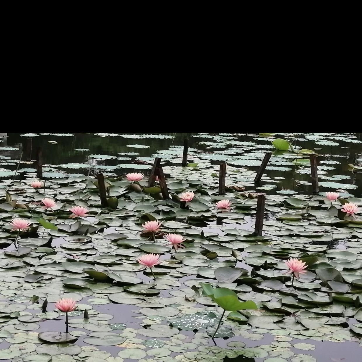 东涌公园旅行图片 2