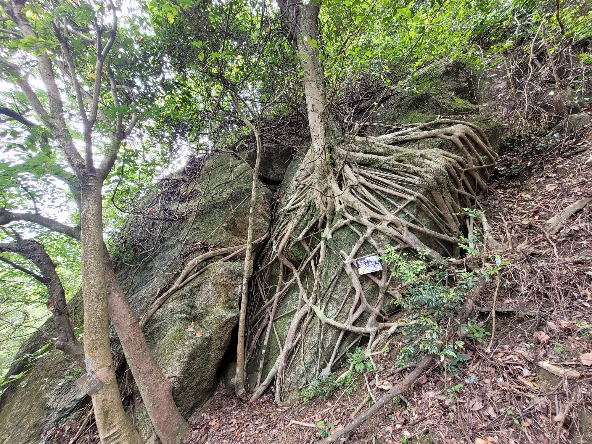 北峰山国家森林公园旅行图片 3