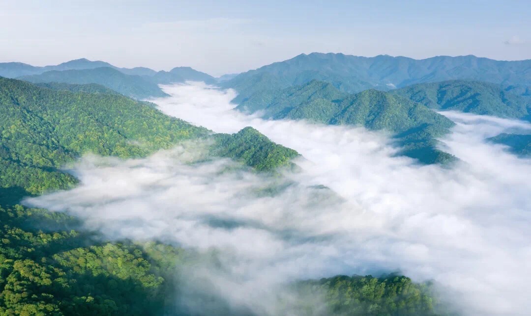 车八岭国家级自然保护区旅行图片 1
