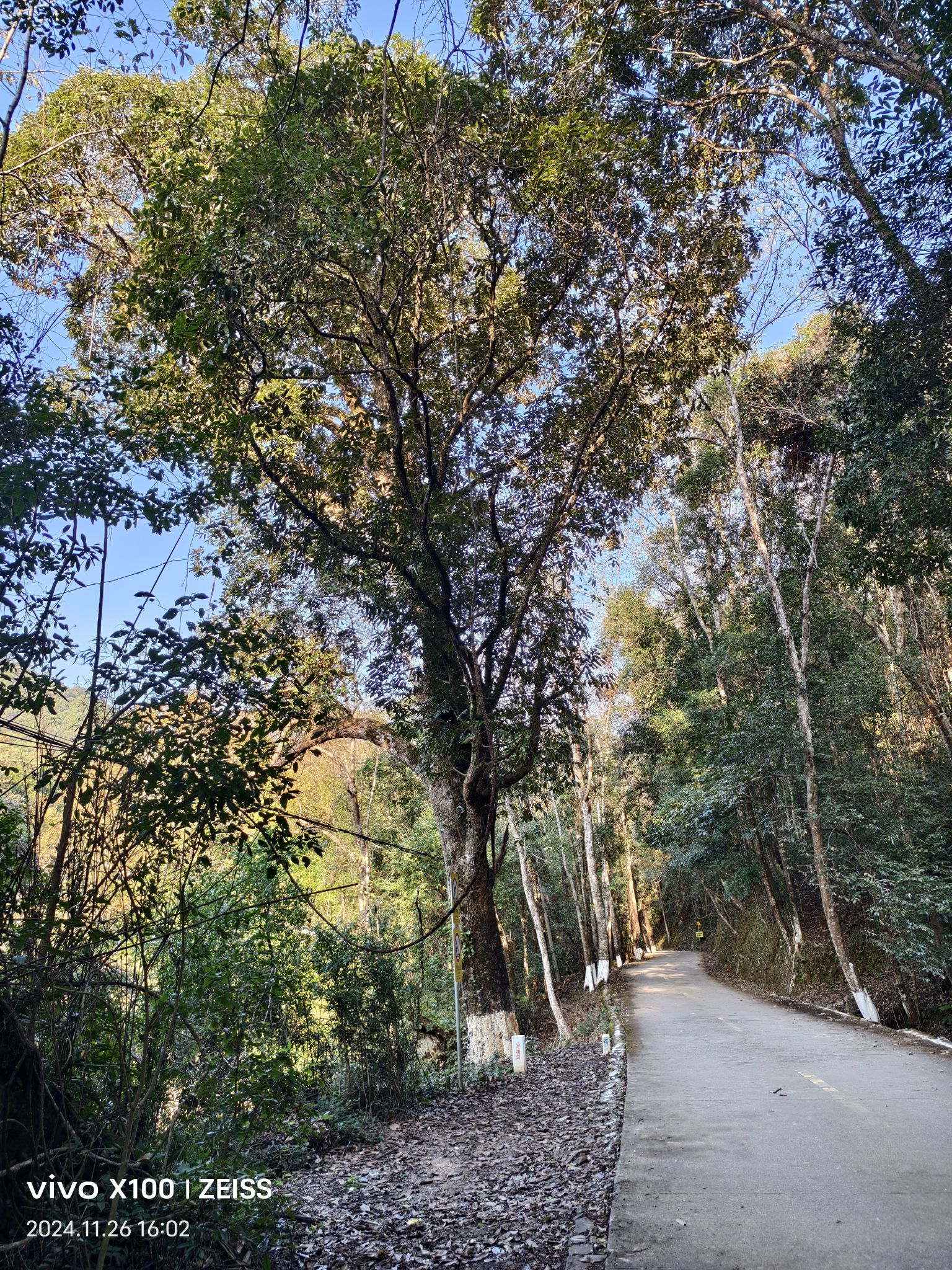 车八岭国家级自然保护区旅行图片 3