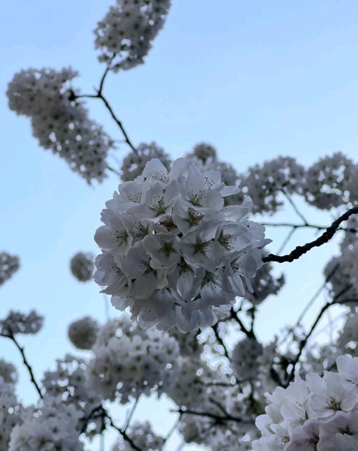 中山公园旅行图片 1