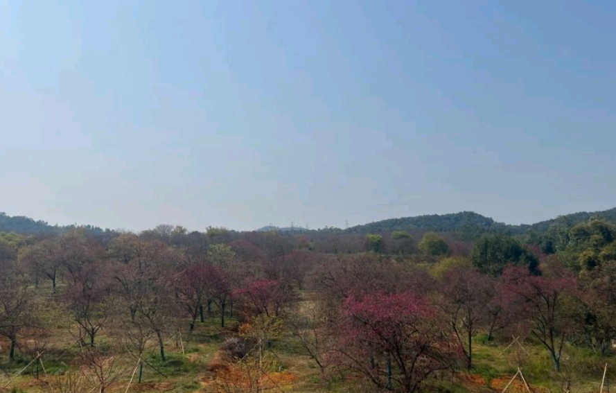 西桥公园旅行图片 2
