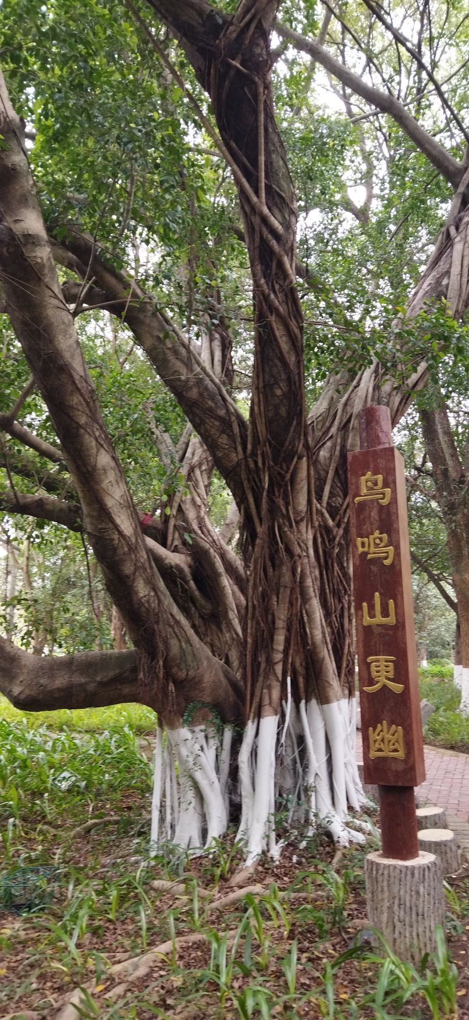 沙湖公园旅行图片 3