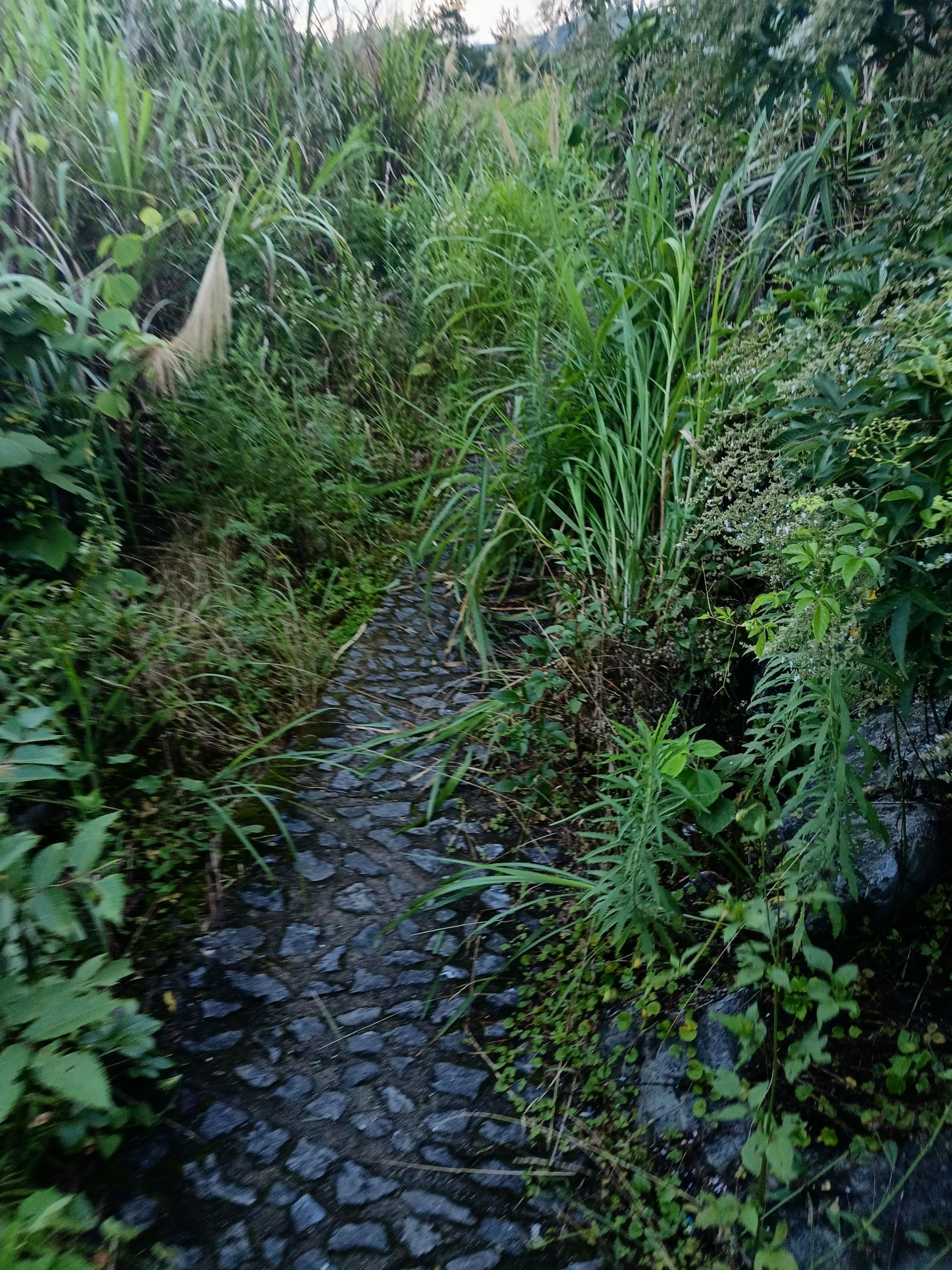 通天萝(暂停开放)旅行图片 2