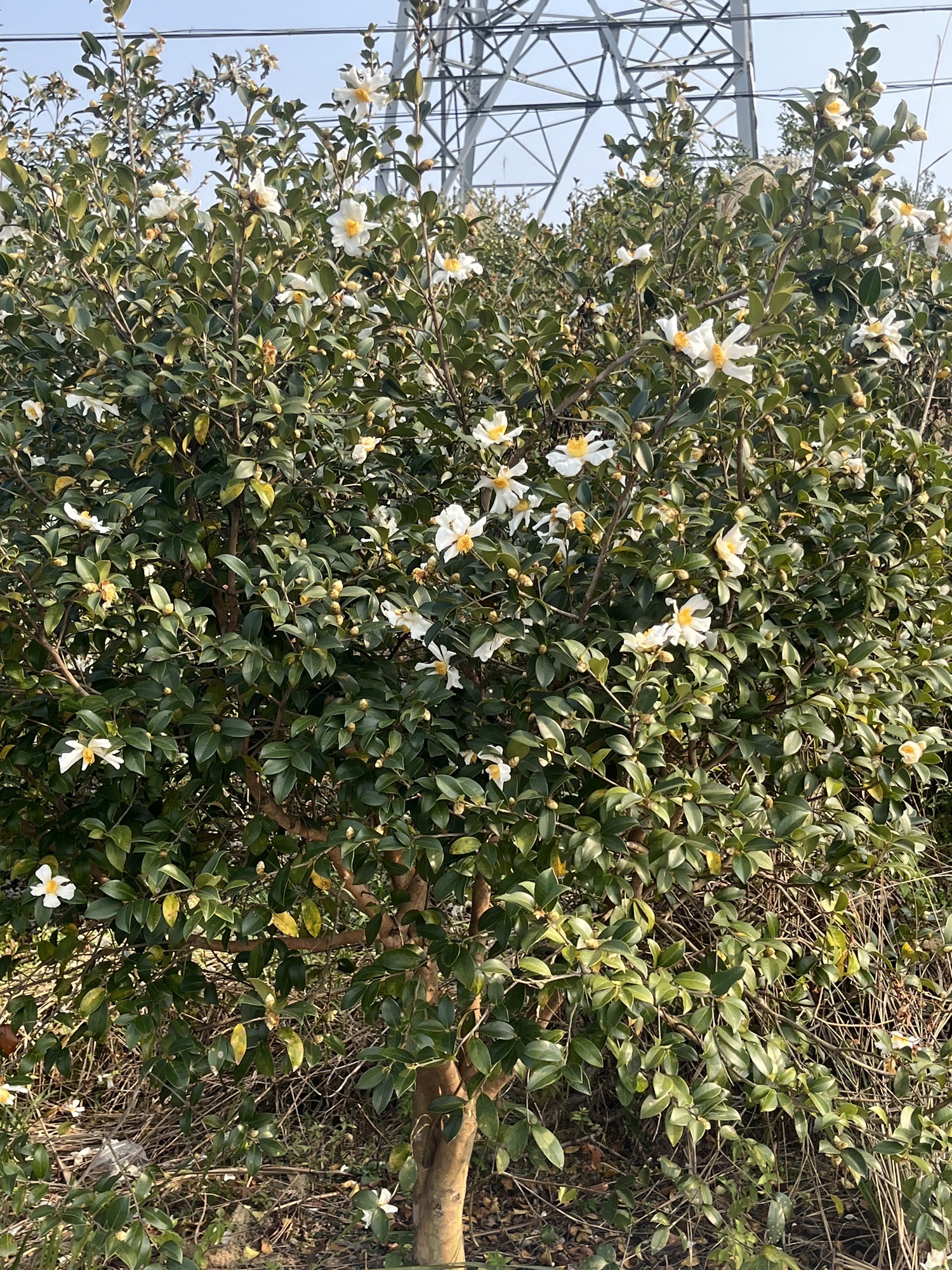 广东韶关芙蓉山国家矿山公园旅行图片 2