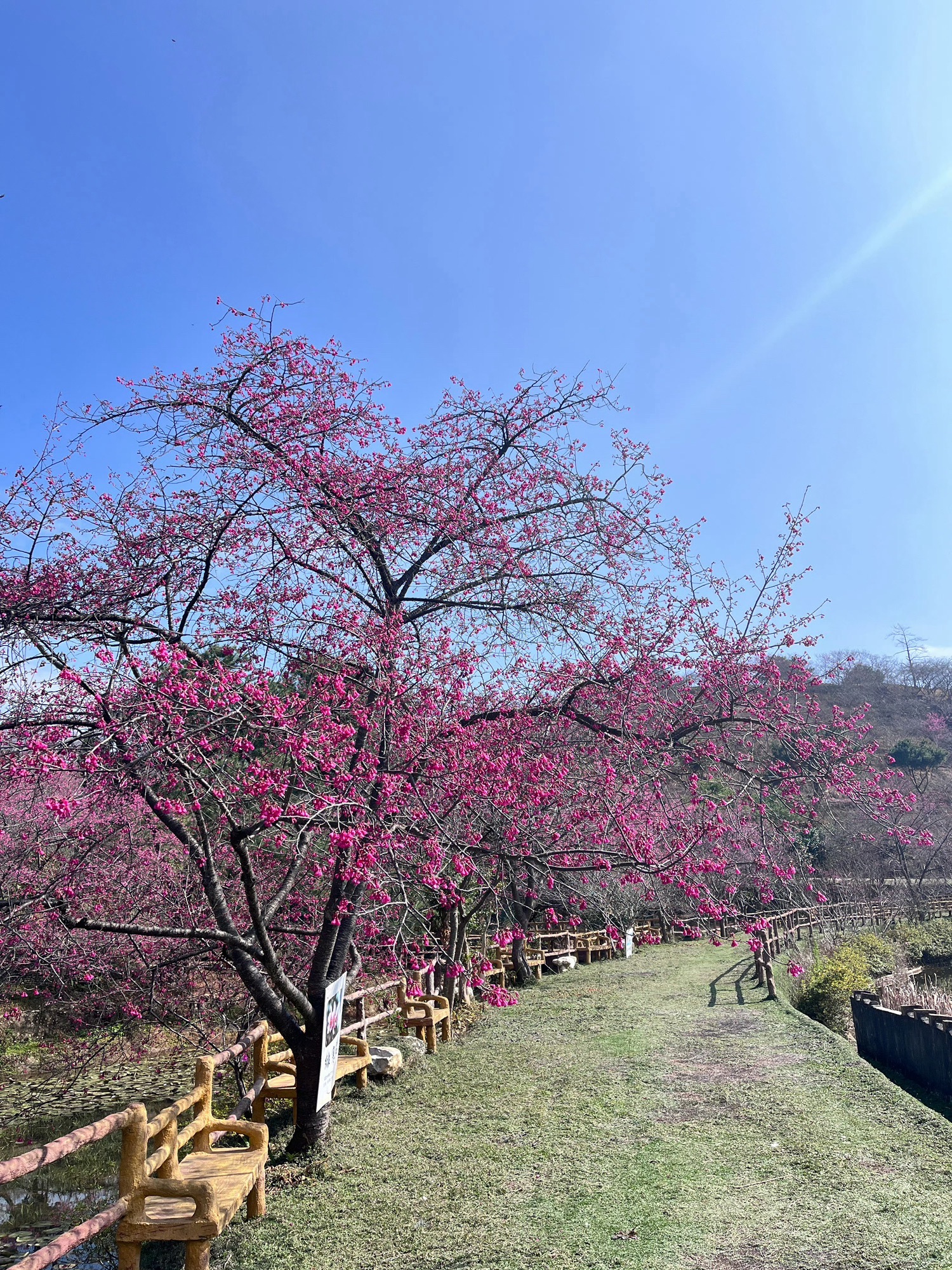 新丰樱花峪旅行图片 2