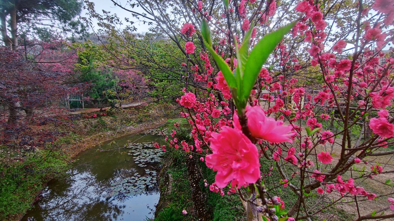 新丰樱花峪旅行图片 3