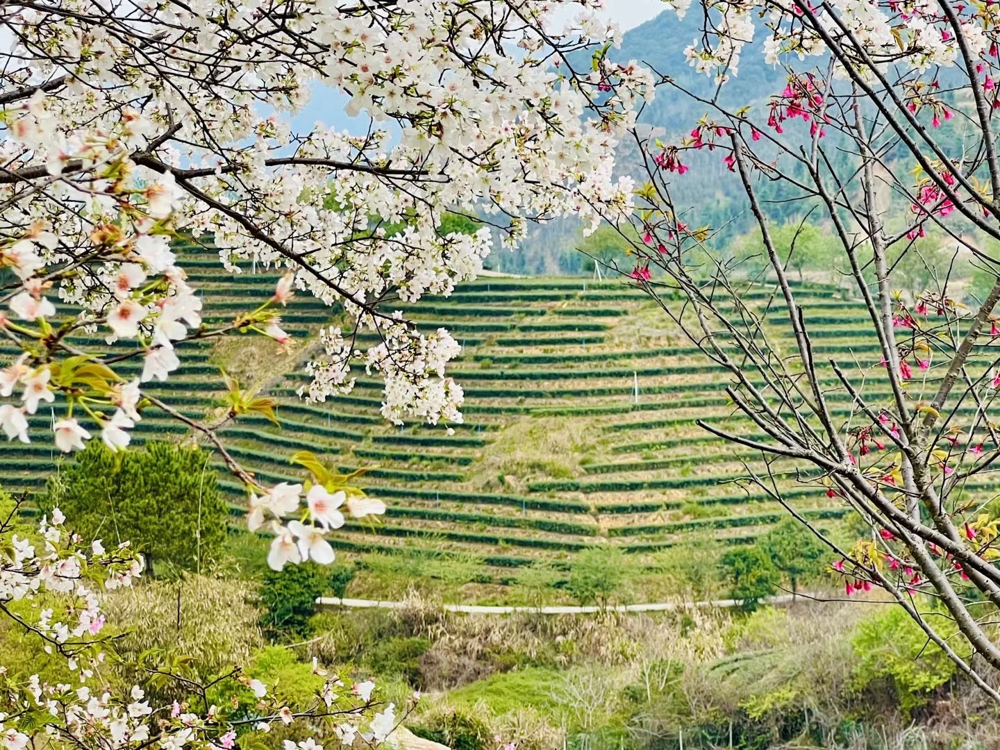 新丰樱花峪旅行图片 3