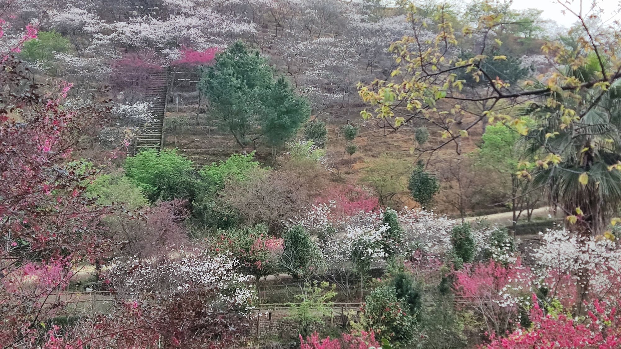 新丰樱花峪旅行图片 2