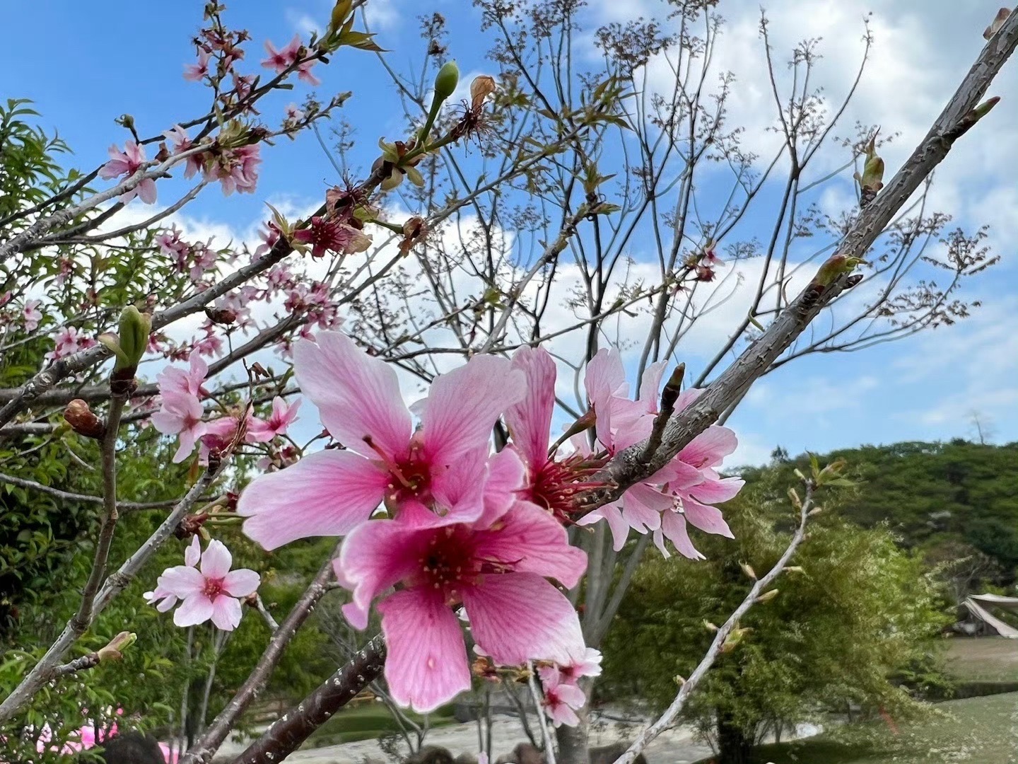 新丰樱花峪旅行图片 1