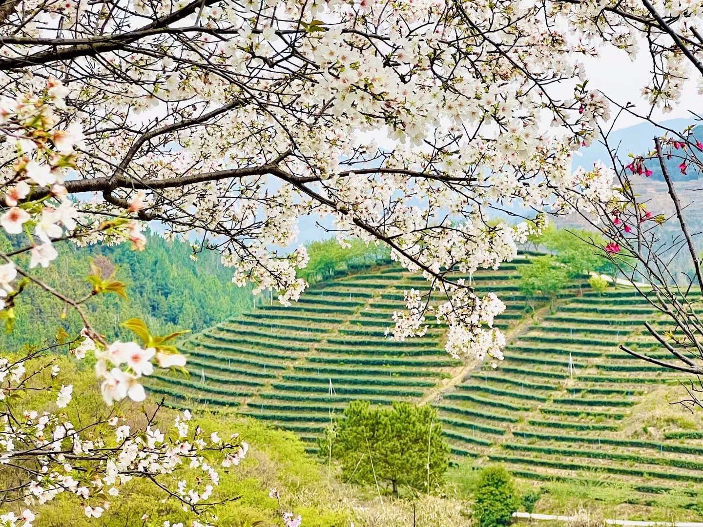 新丰樱花峪旅行图片 1