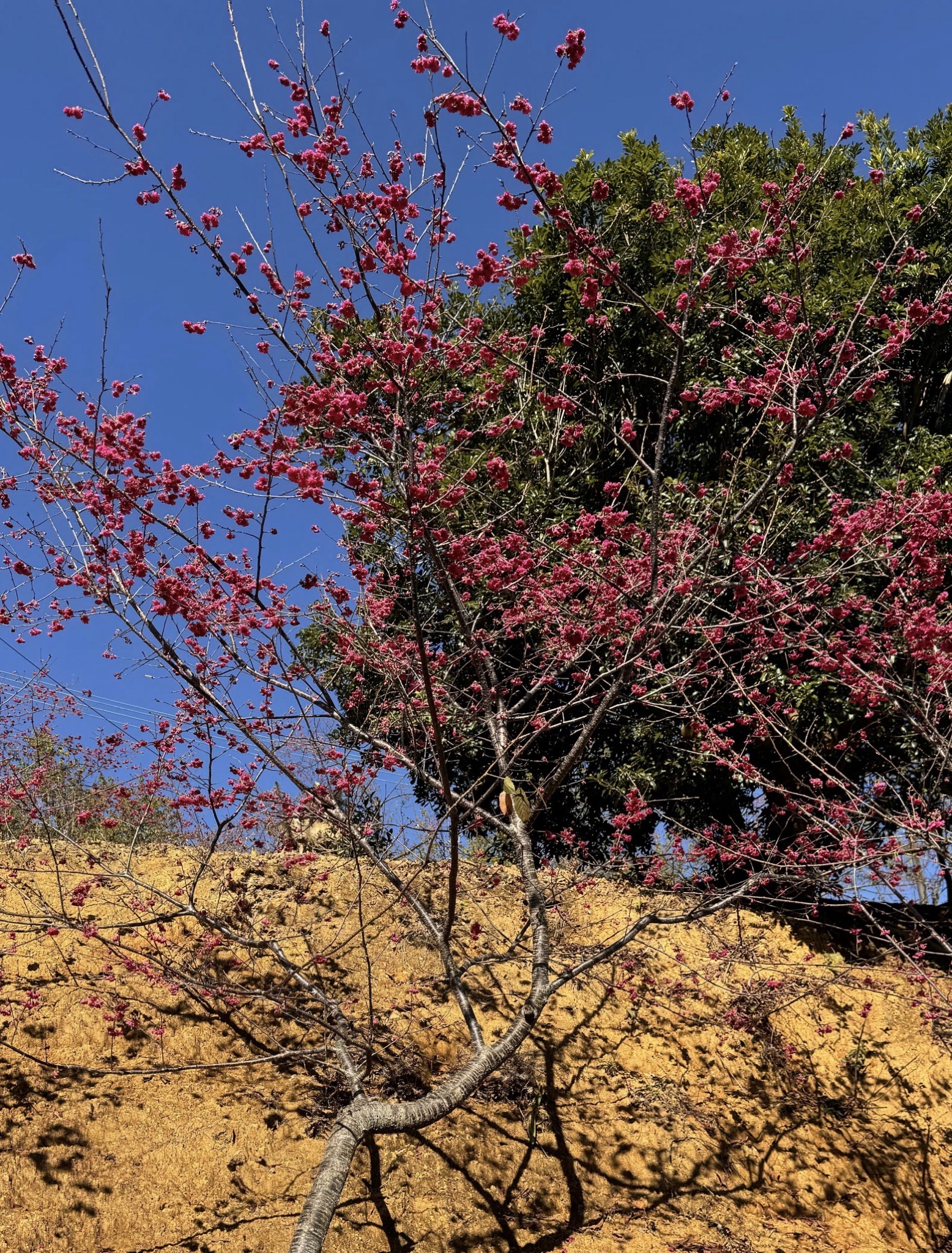 新丰樱花峪旅行图片 3