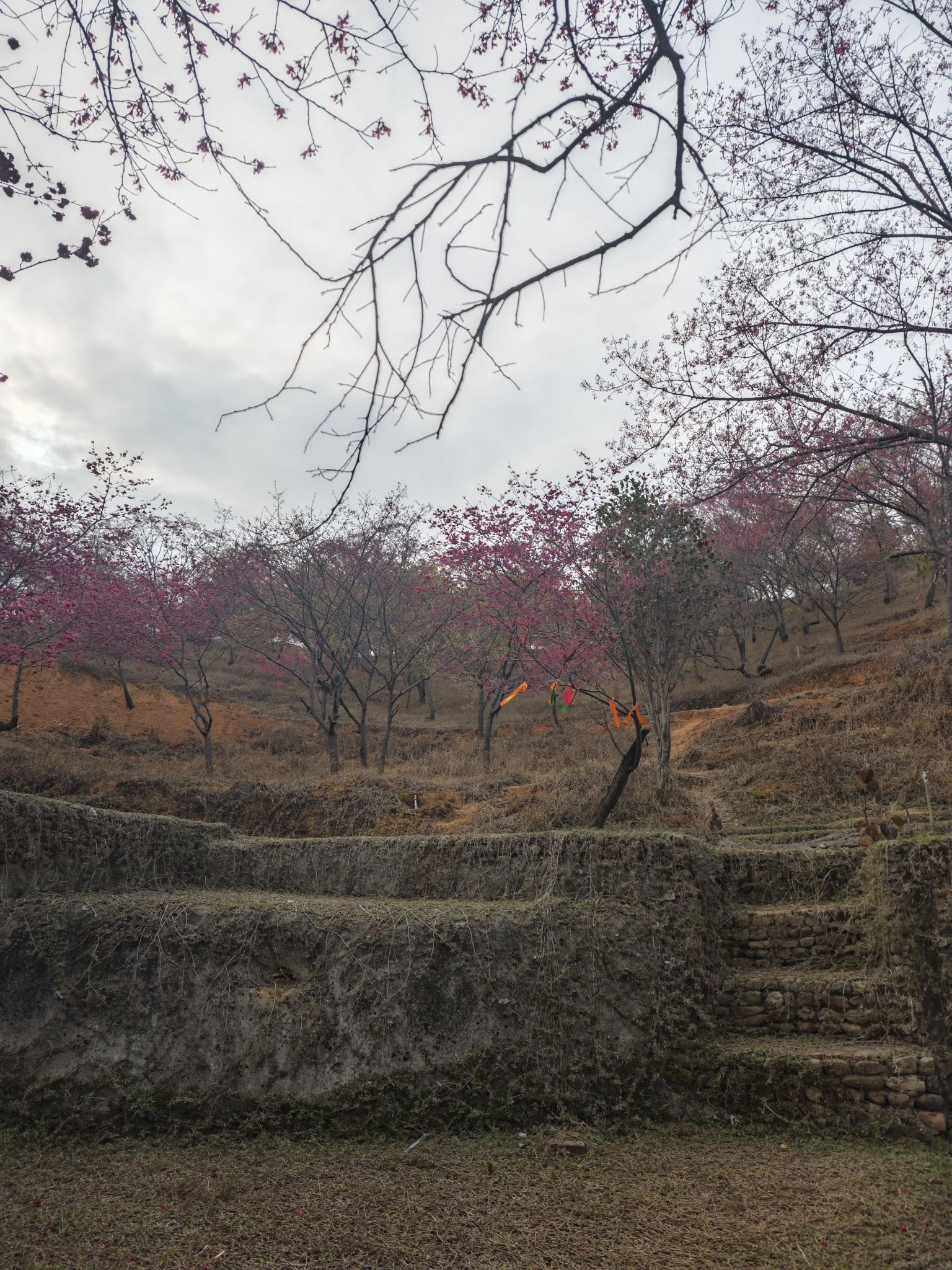 新丰樱花峪旅行图片 1