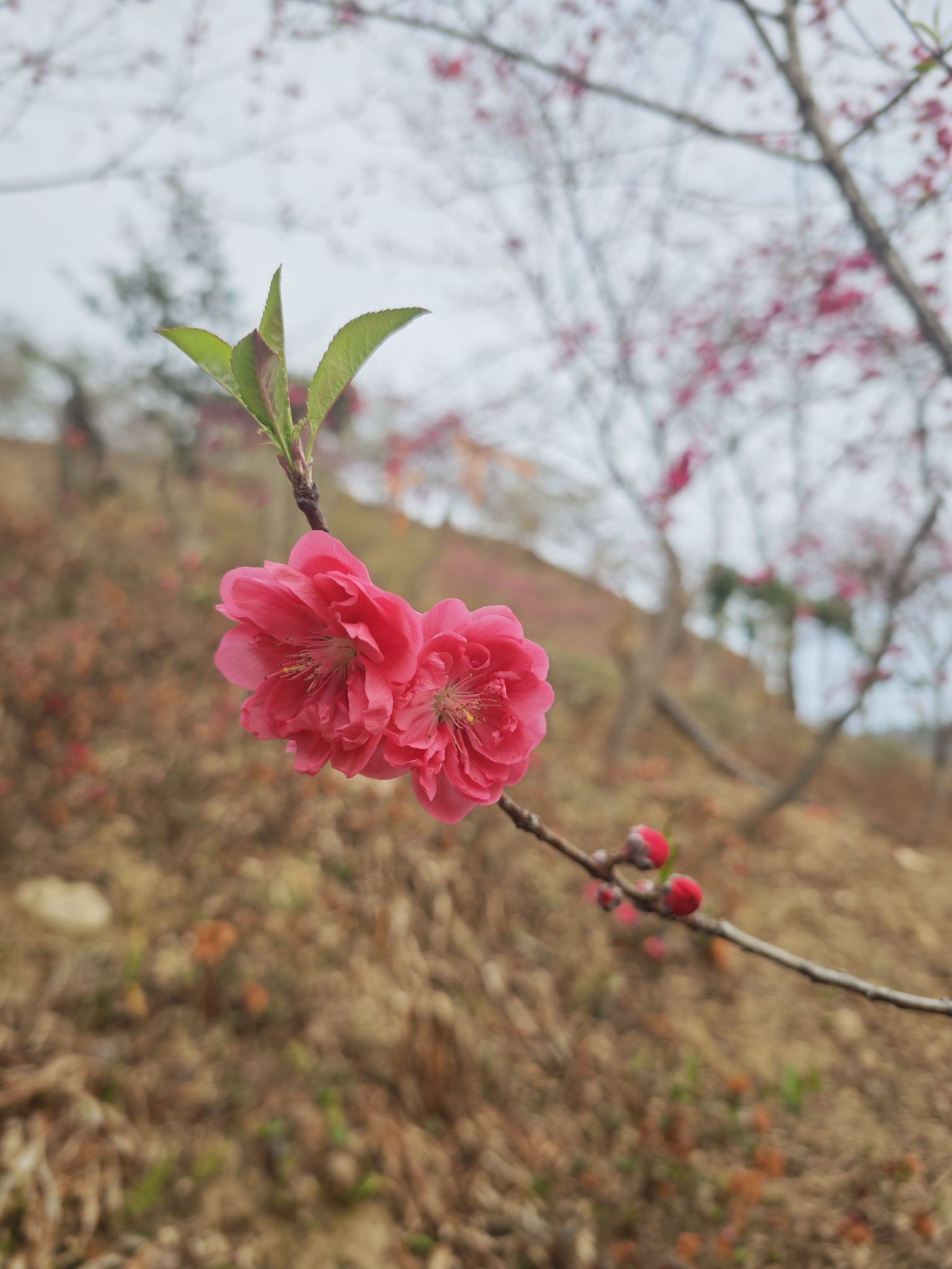 新丰樱花峪旅行图片 3