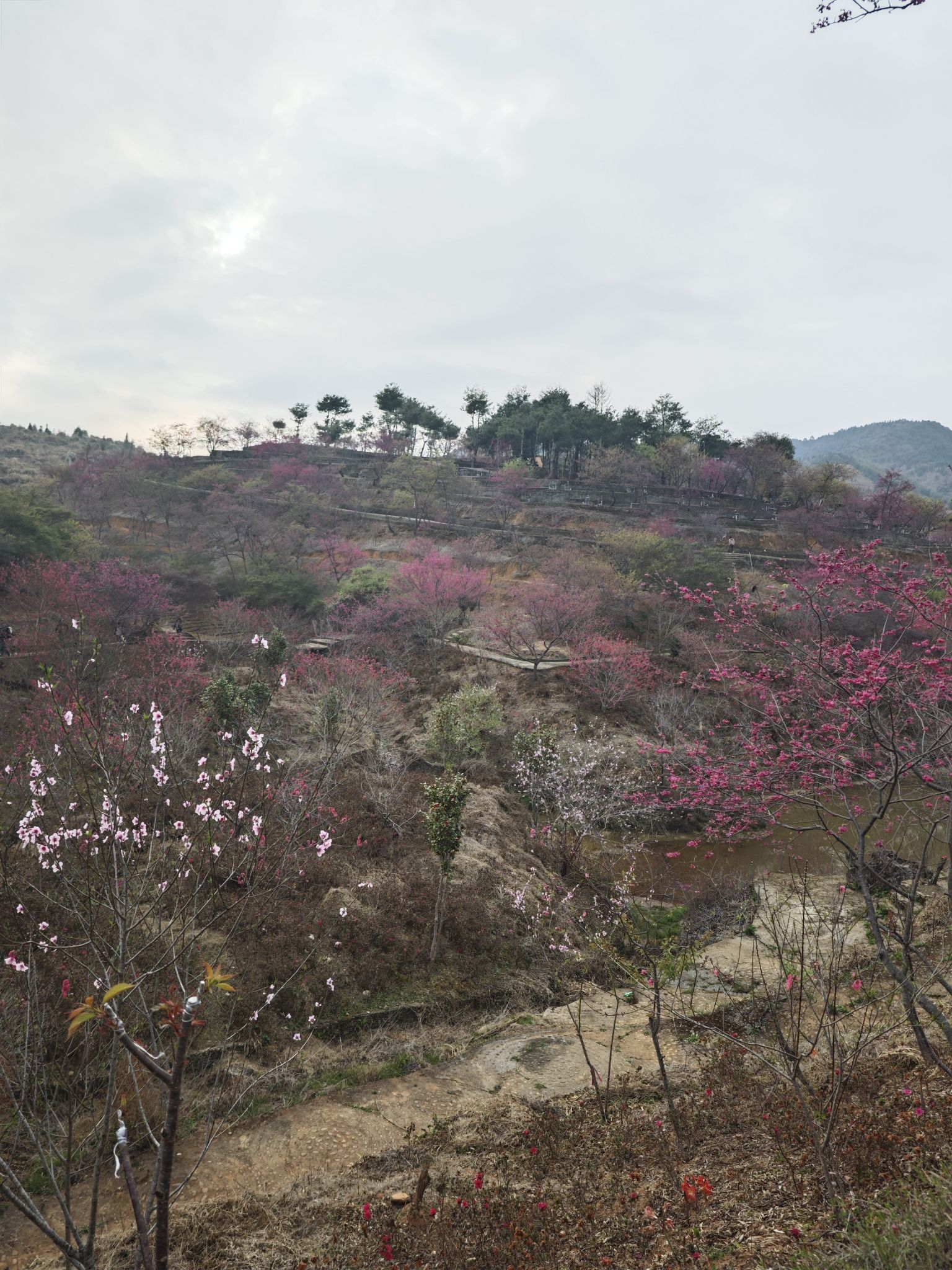 新丰樱花峪旅行图片 2