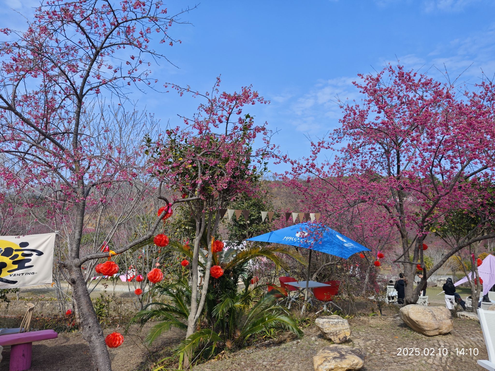 新丰樱花峪旅行图片 3