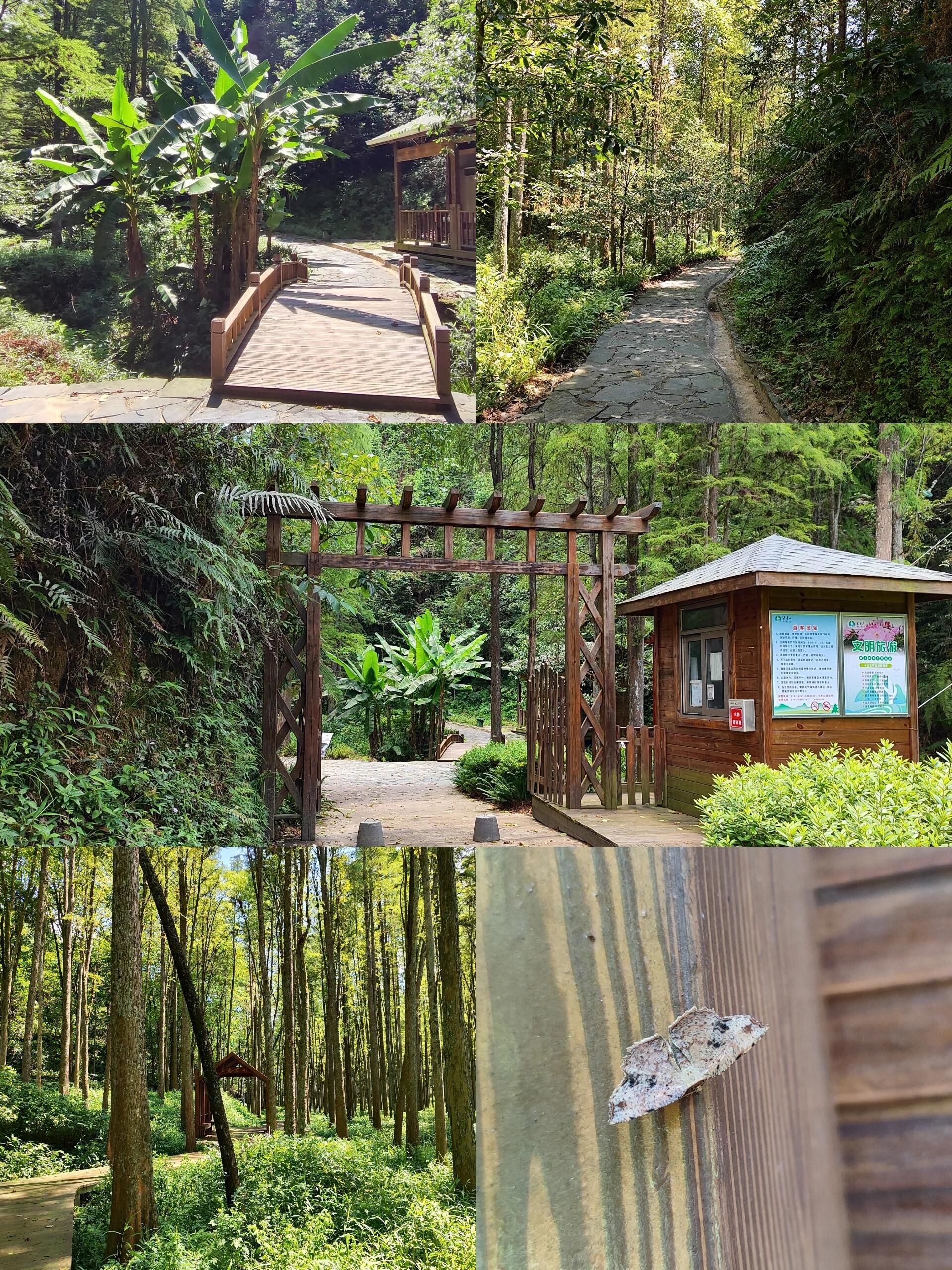 天井山国家森林公园旅行图片 3