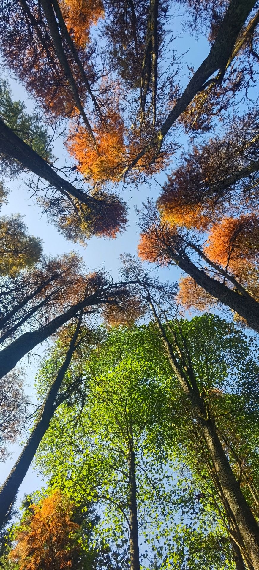 天井山国家森林公园旅行图片 2