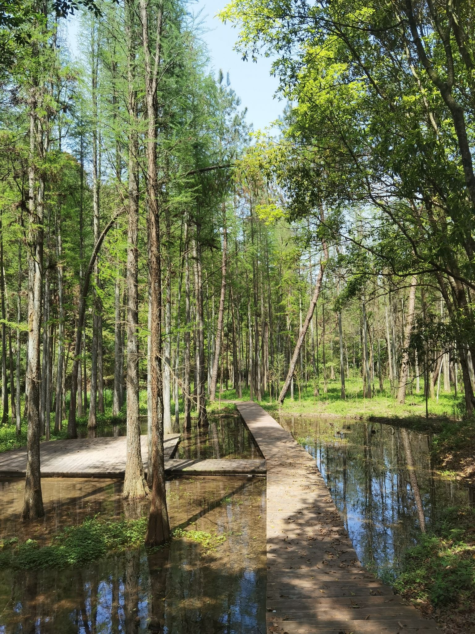 天井山国家森林公园旅行图片 1