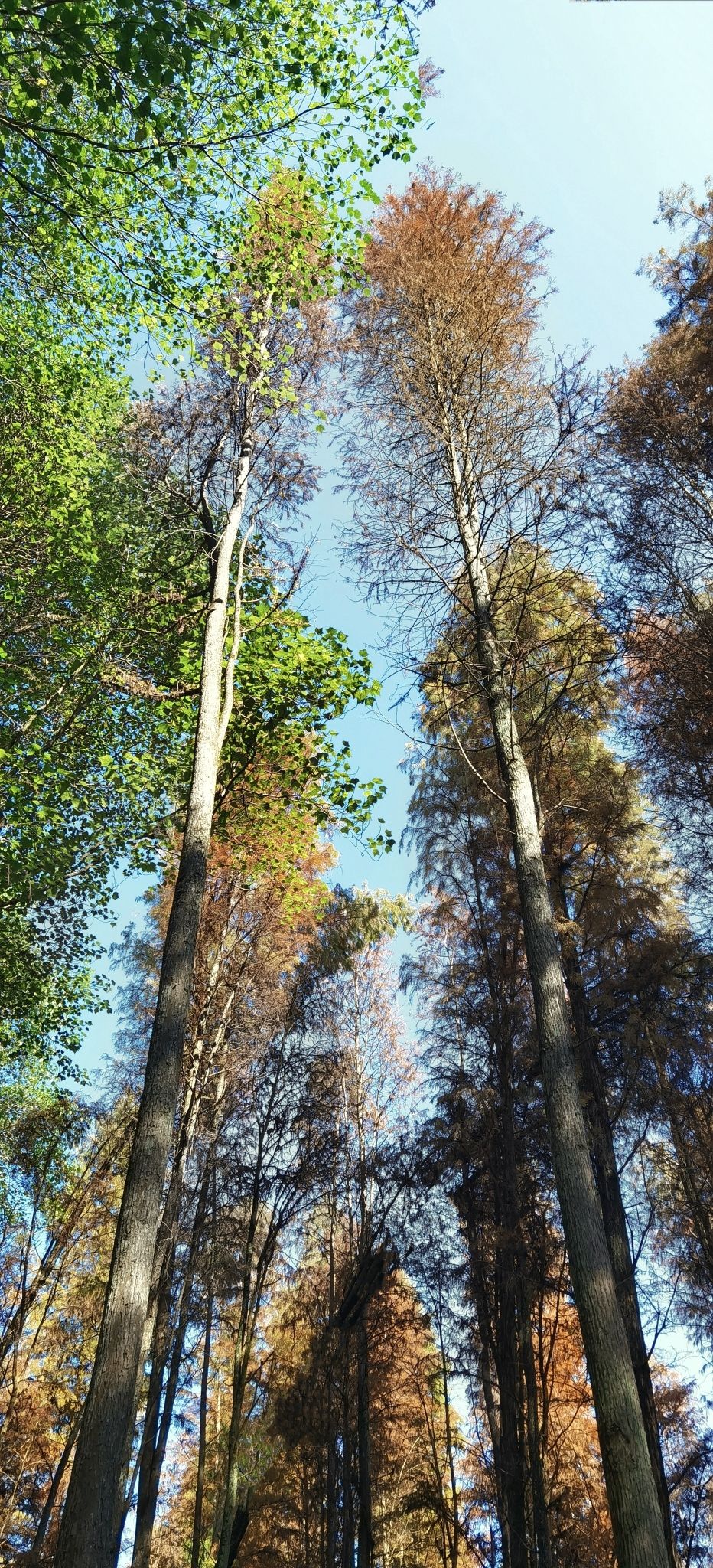 天井山国家森林公园旅行图片 3