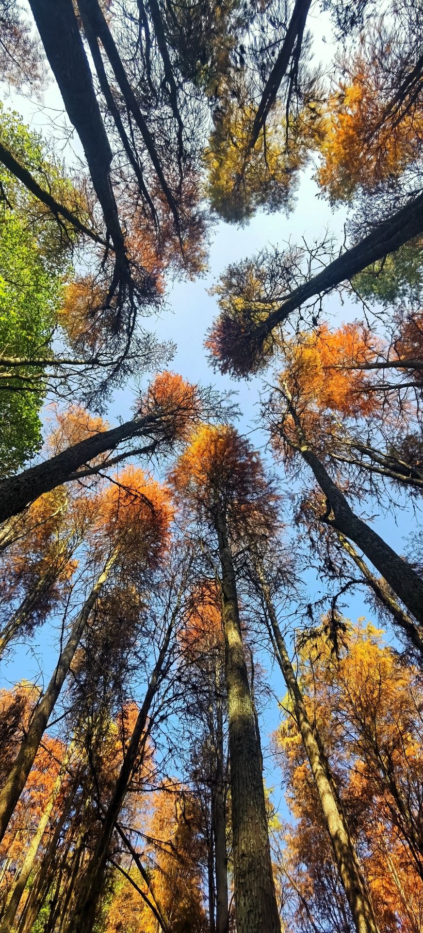天井山国家森林公园旅行图片 1