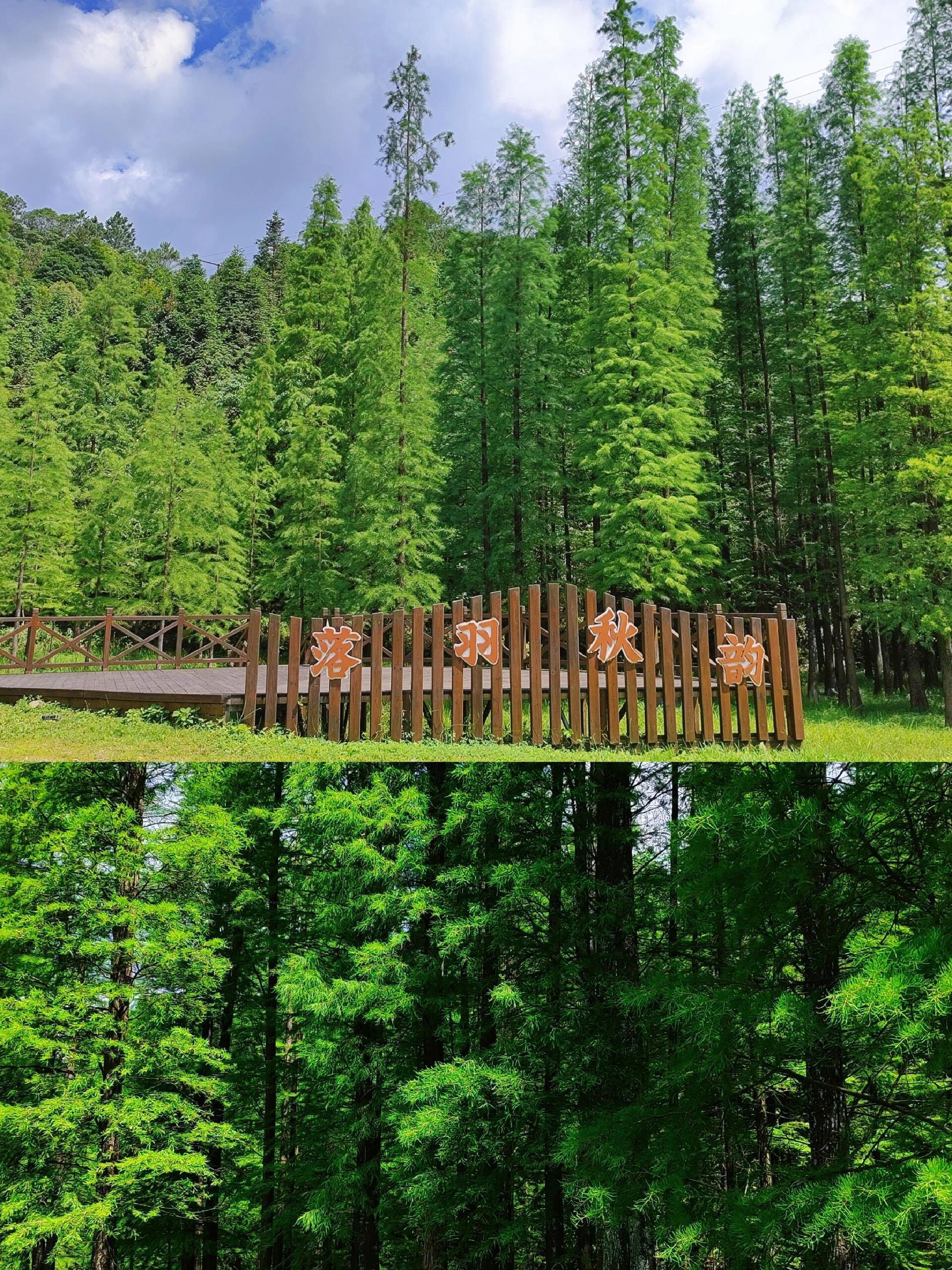 天井山国家森林公园旅行图片 1