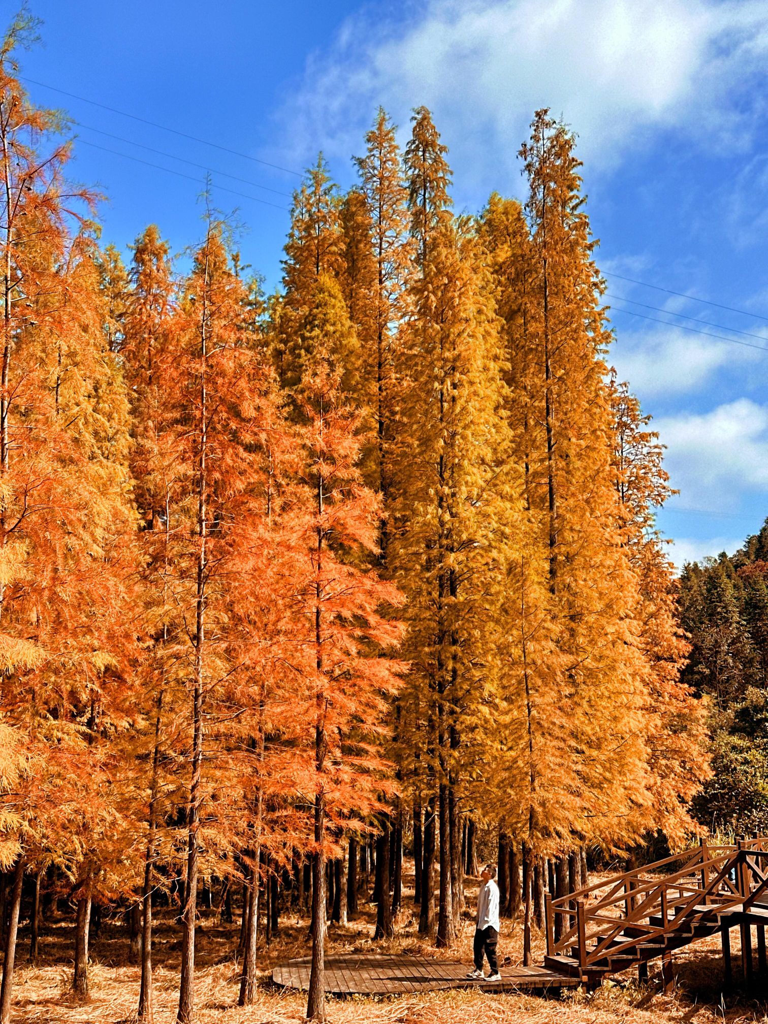 天井山国家森林公园旅行图片 2