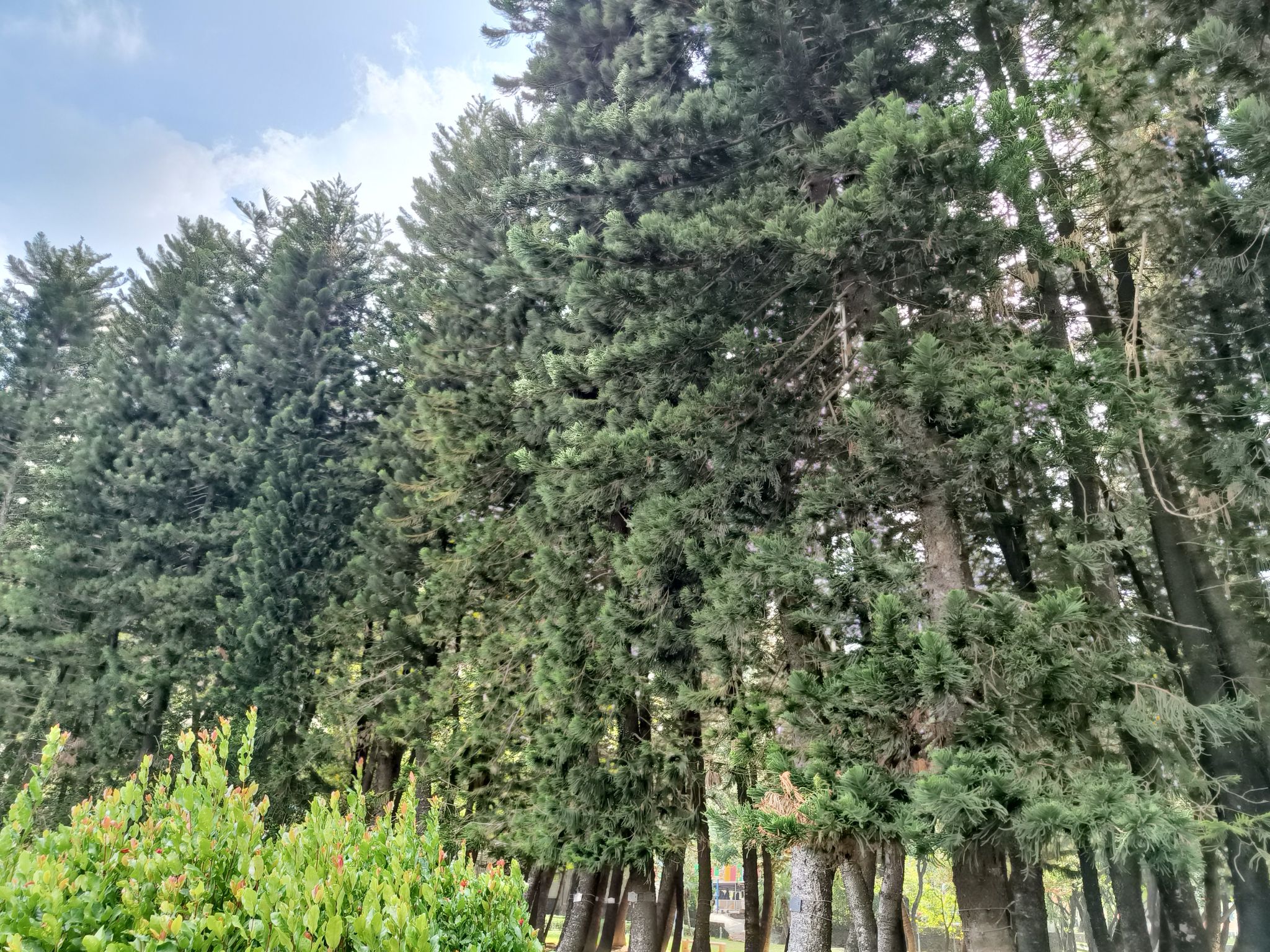 飞鹅岭森林公园旅行图片 3