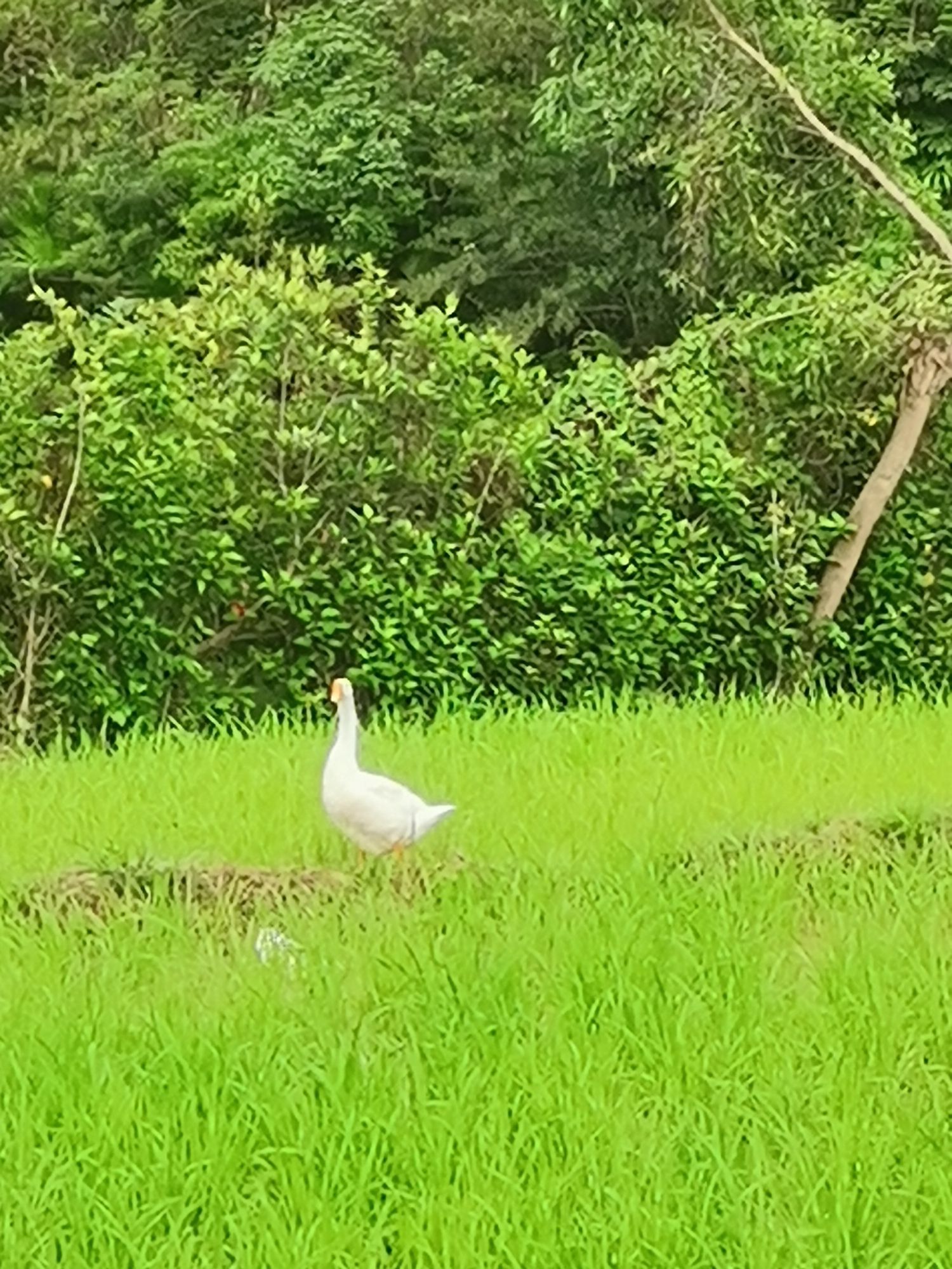 九龙潭旅行图片 1