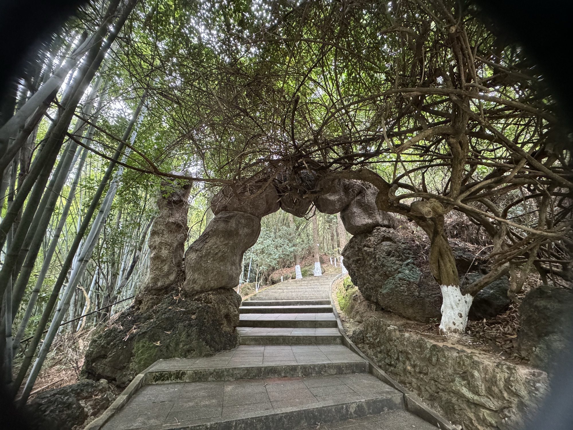 龙门县分塔山省级森林公园旅行图片 2