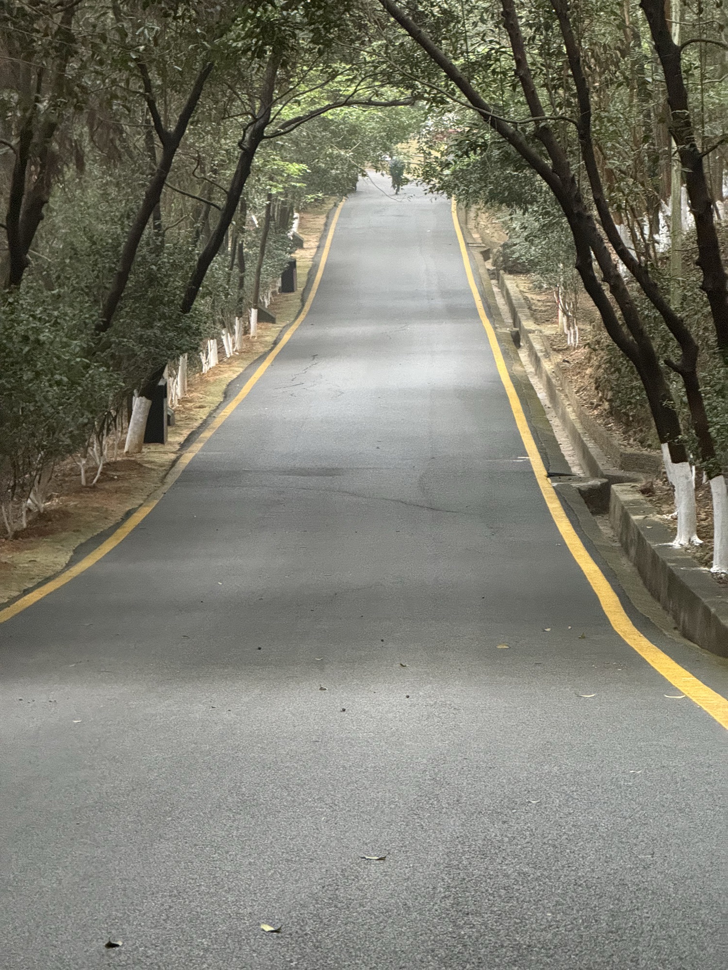 龙门县分塔山省级森林公园旅行图片 3