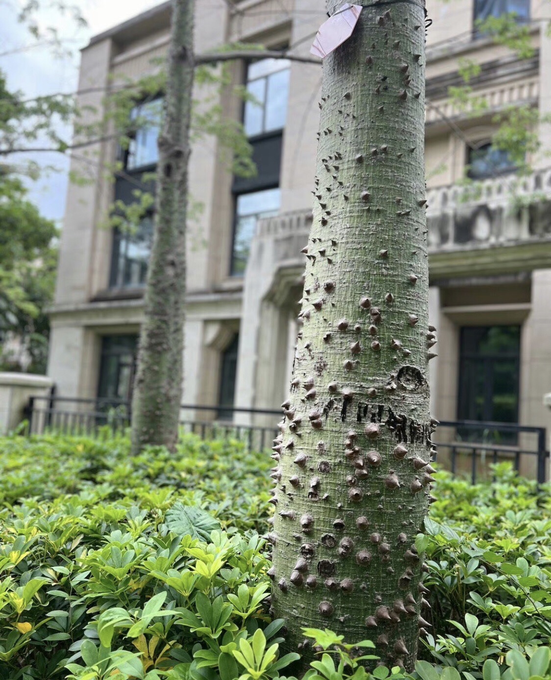 河南岸公园旅行图片 1