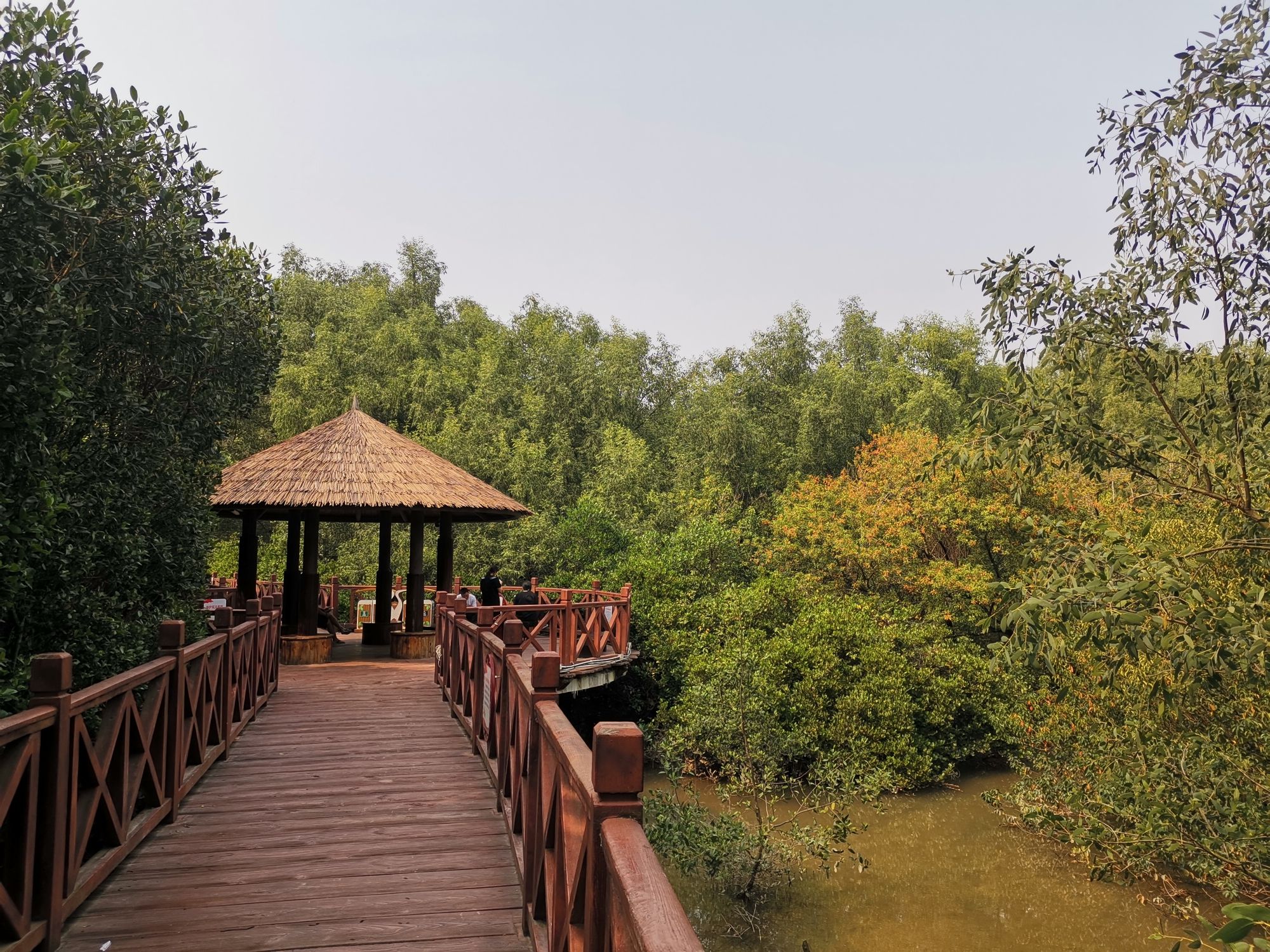 大亚湾红树林城市湿地公园旅行图片 3
