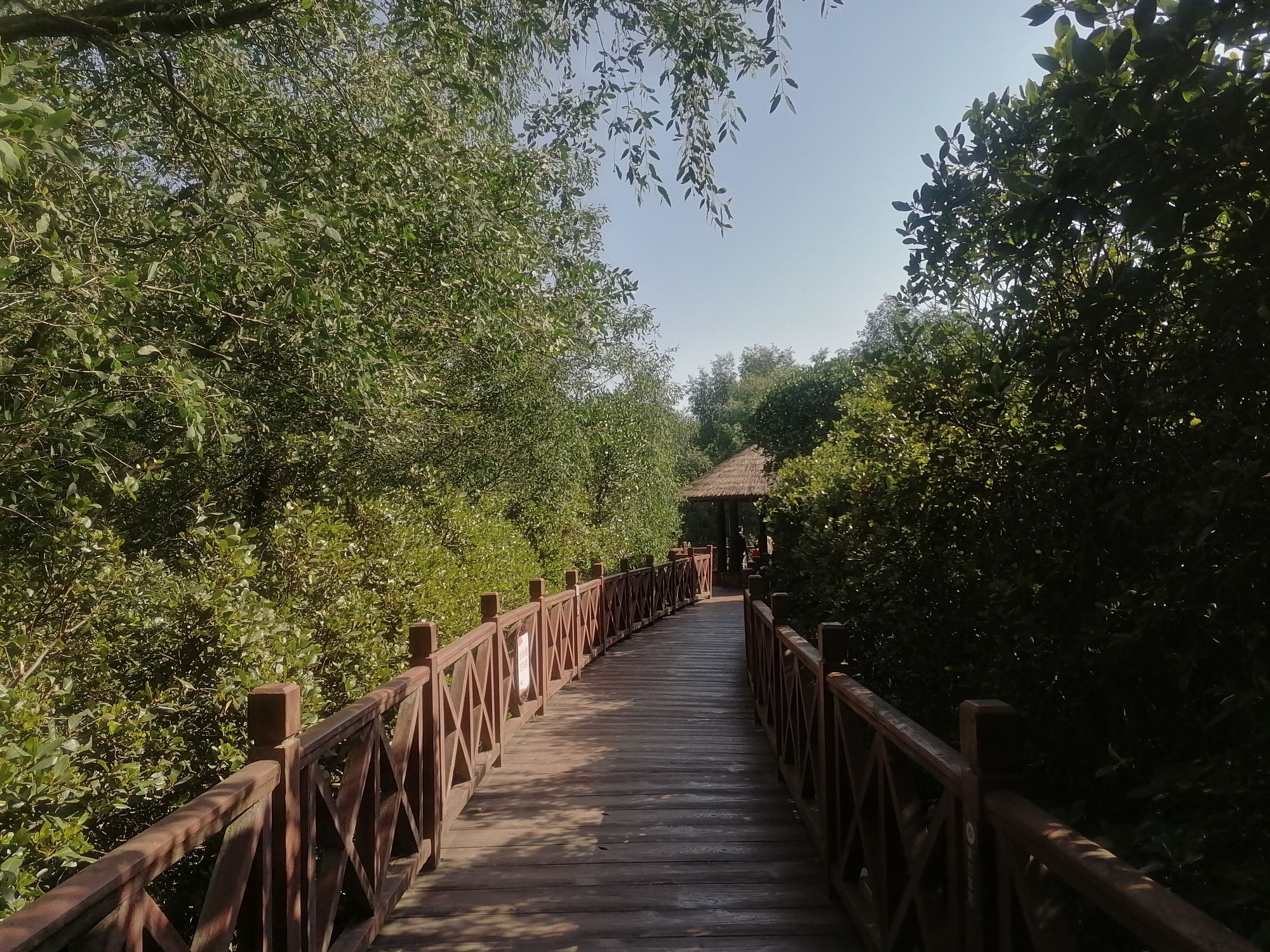 大亚湾红树林城市湿地公园旅行图片 2