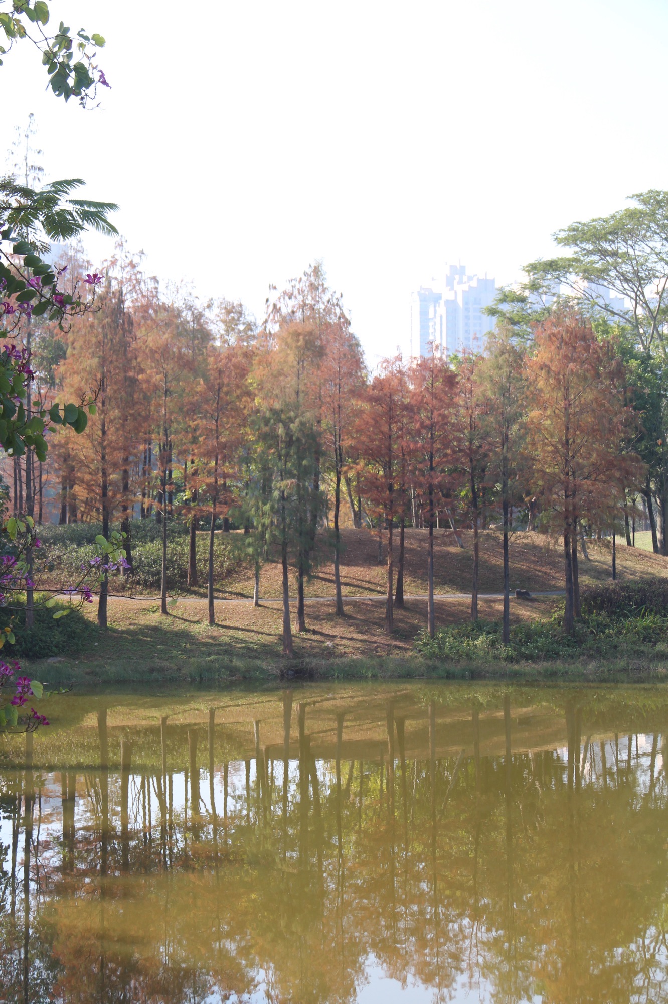 北湖公园旅行图片 2