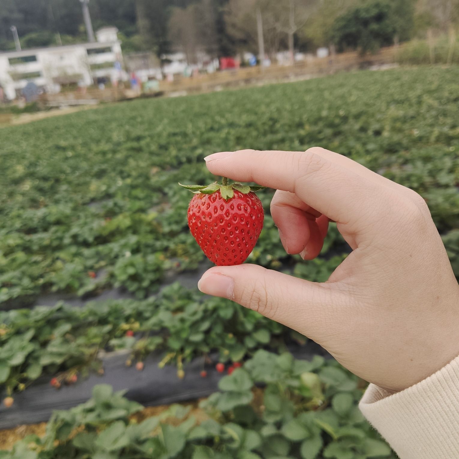 古树公园旅行图片 1