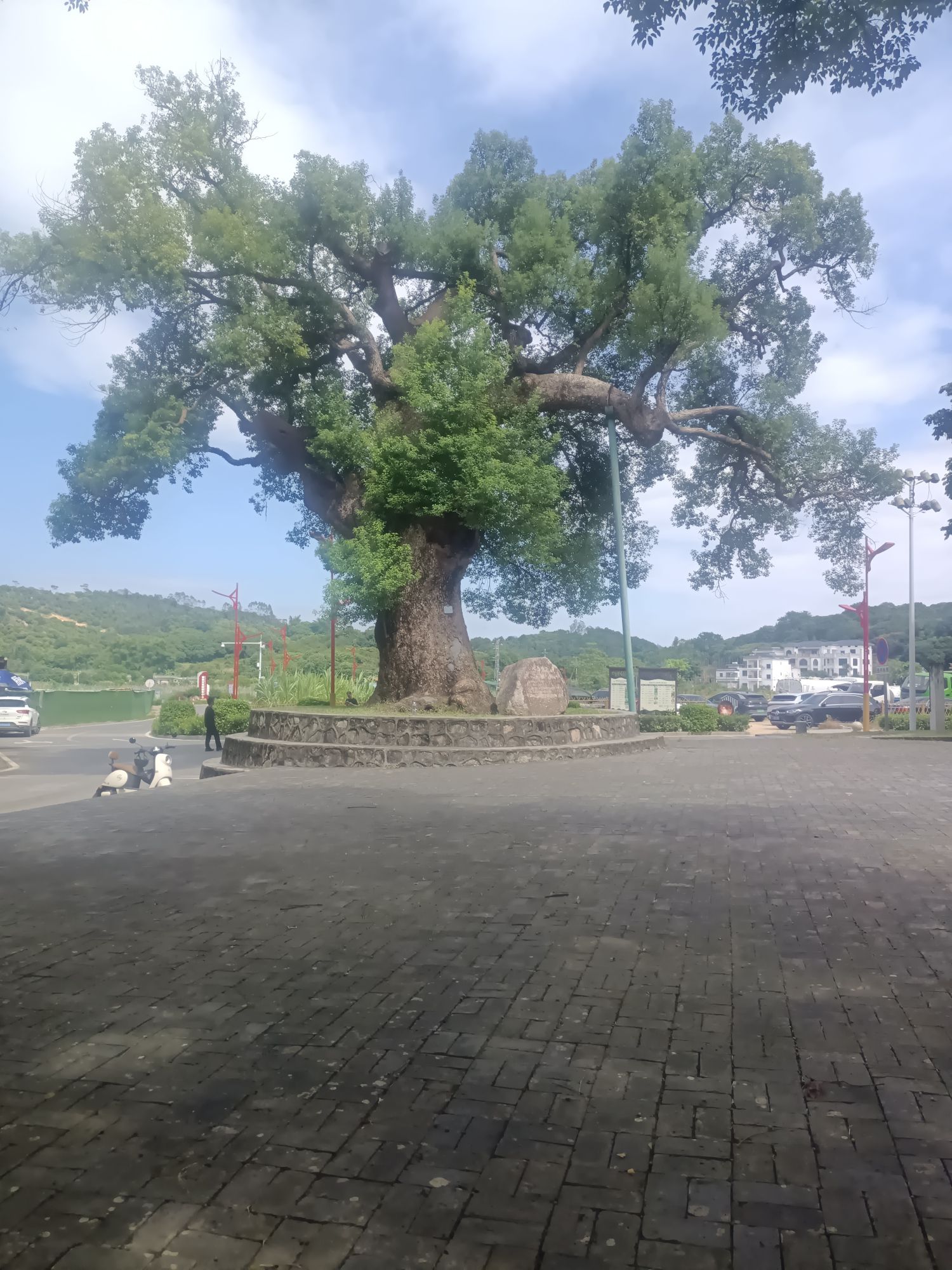 古树公园旅行图片 3