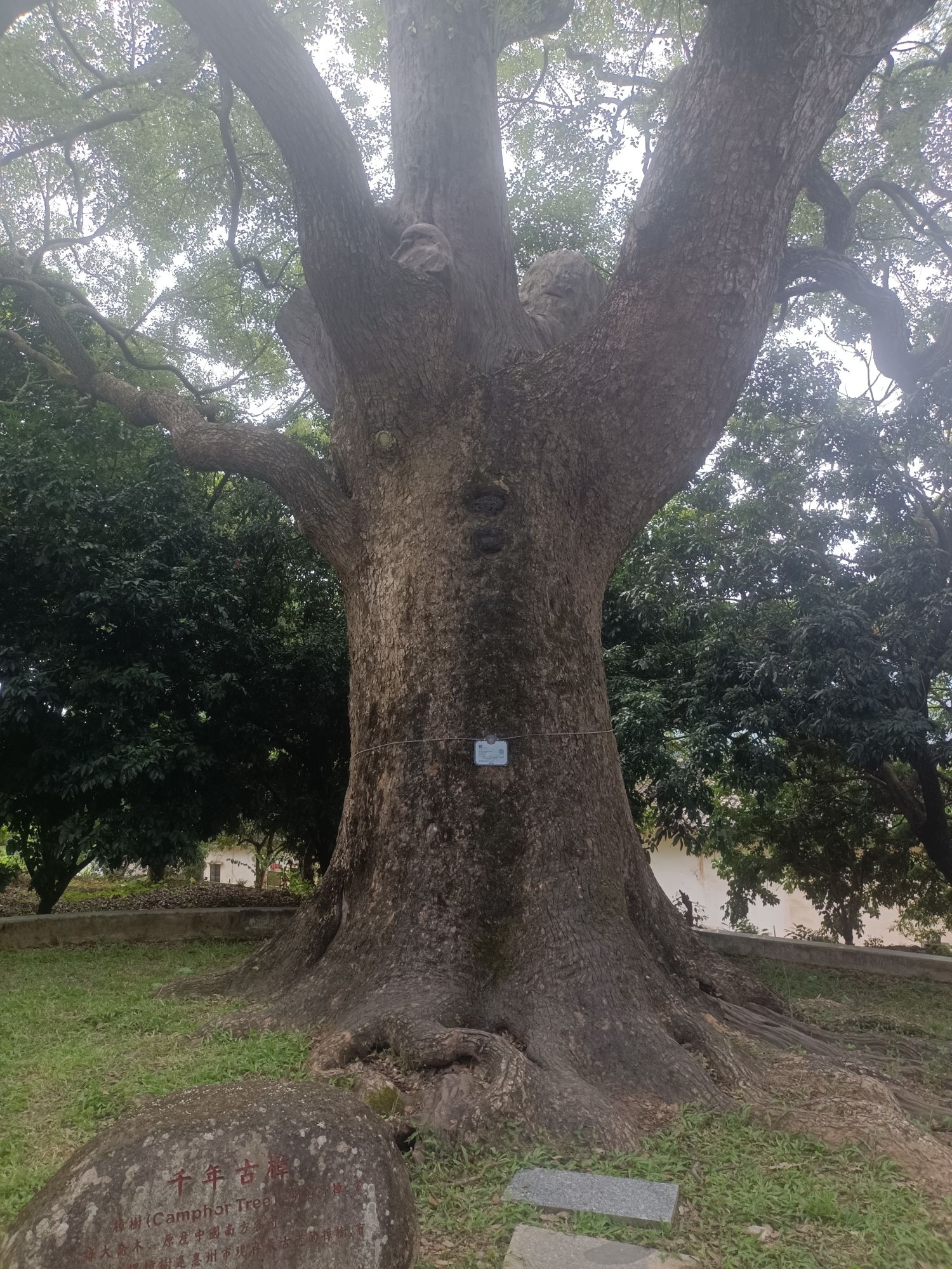 古树公园旅行图片 2