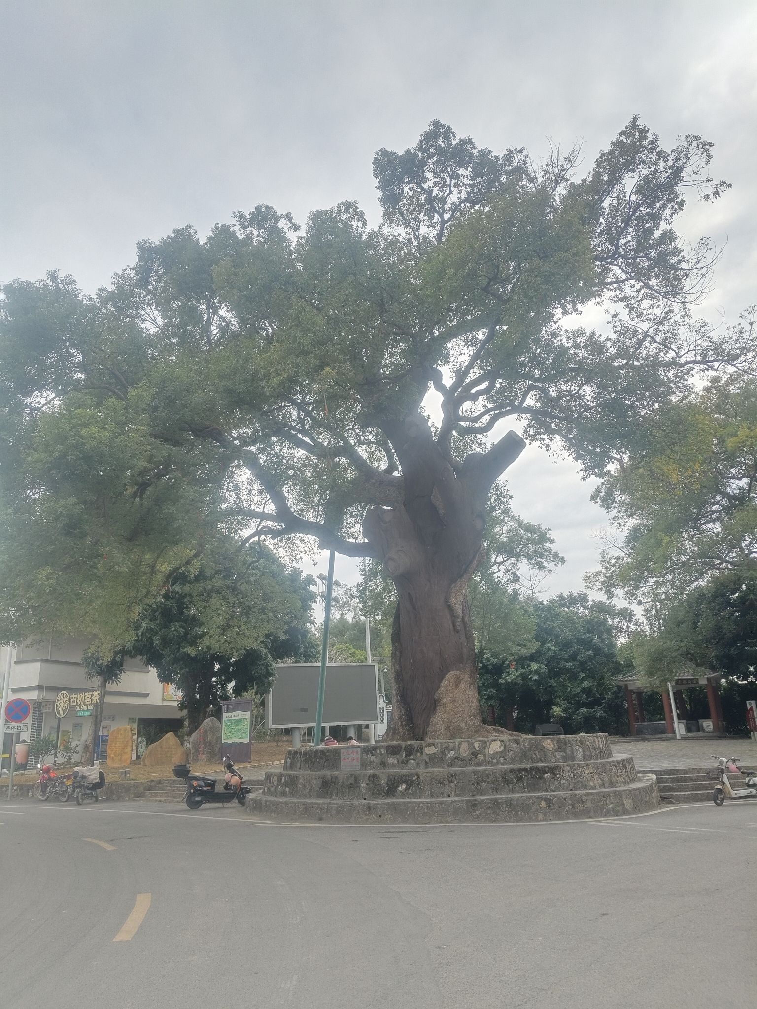 古树公园旅行图片 1