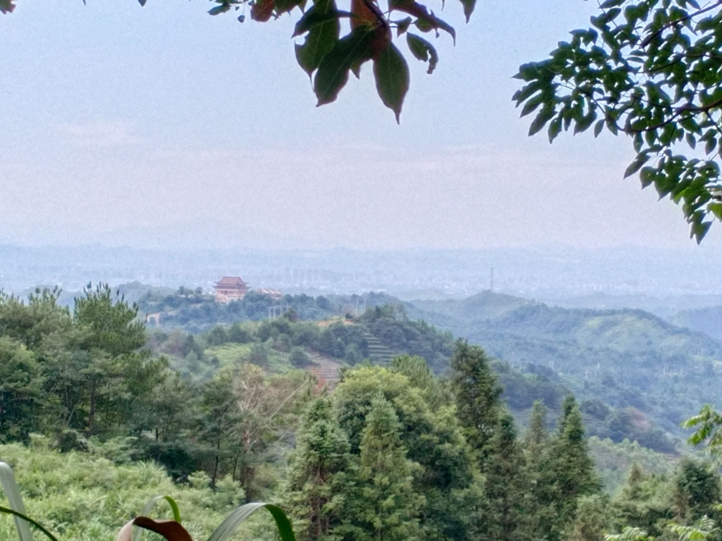 兴宁市黄蜂窝茶山旅游区旅行图片 2