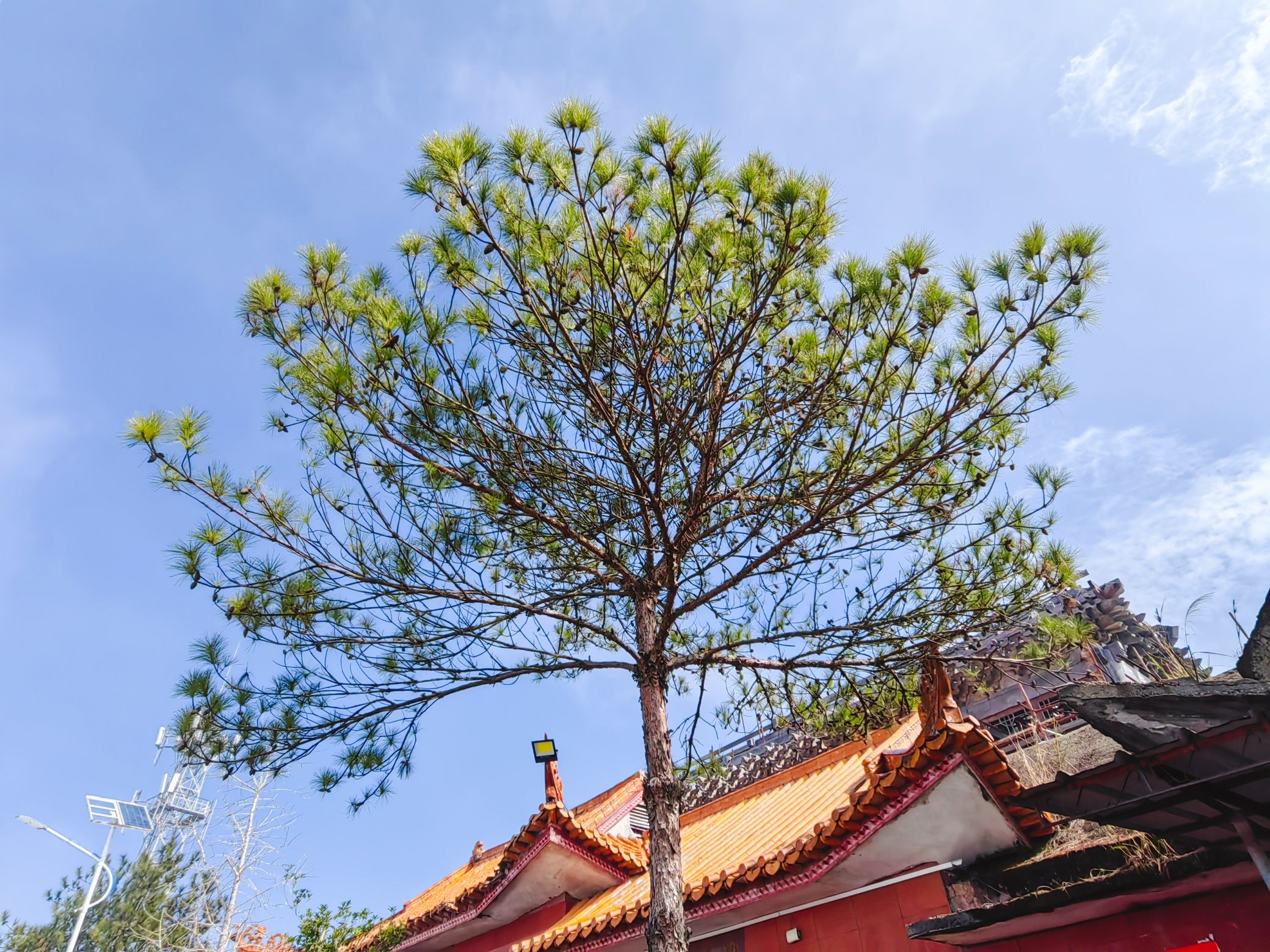 白鹤仙师旅游区旅行图片 2