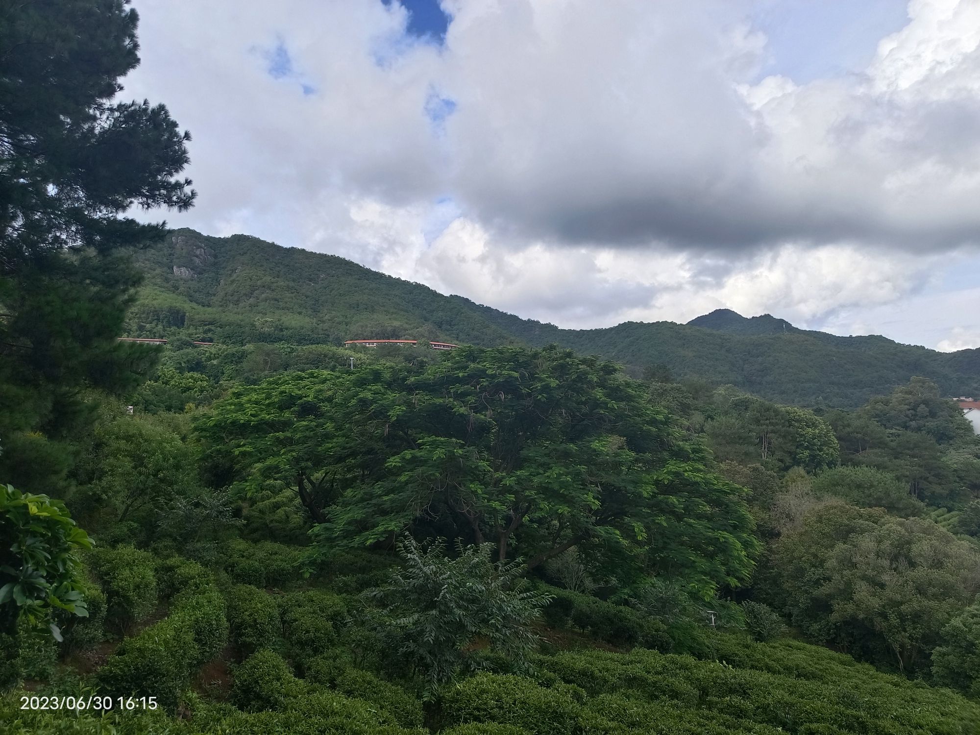 梅州雁南飞茶田景区旅行图片 2