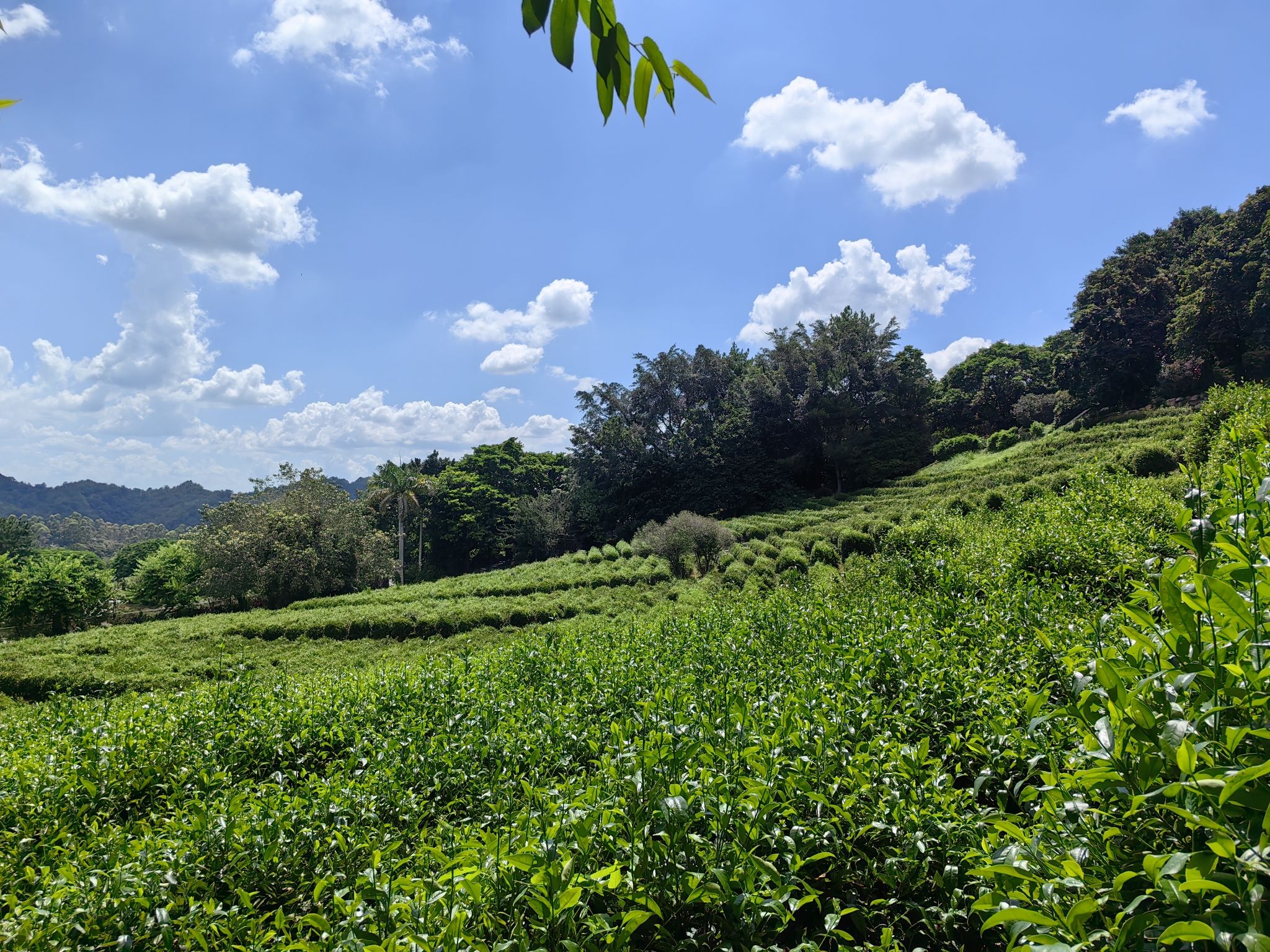梅州雁南飞茶田景区旅行图片 2