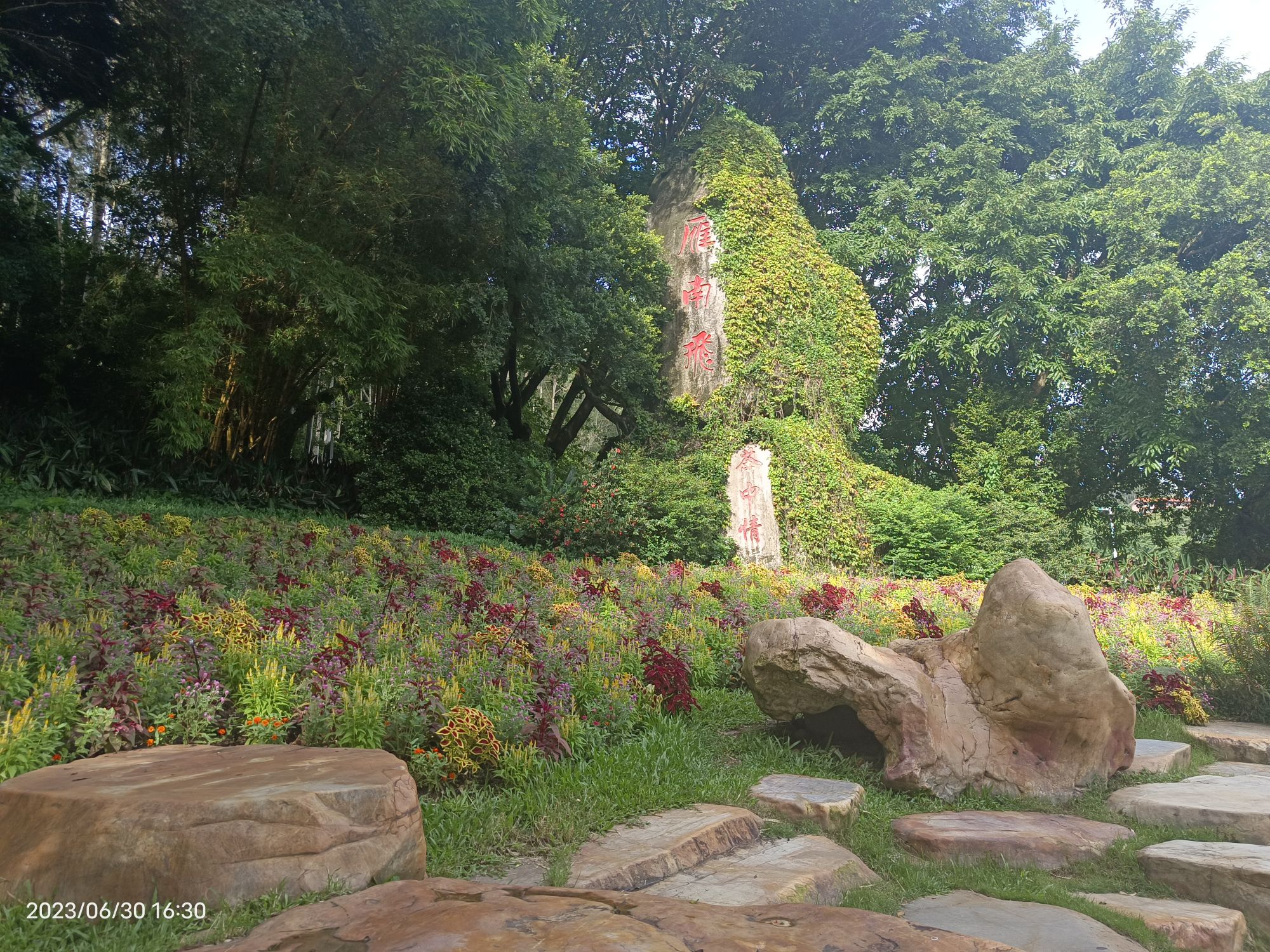 梅州雁南飞茶田景区旅行图片 1
