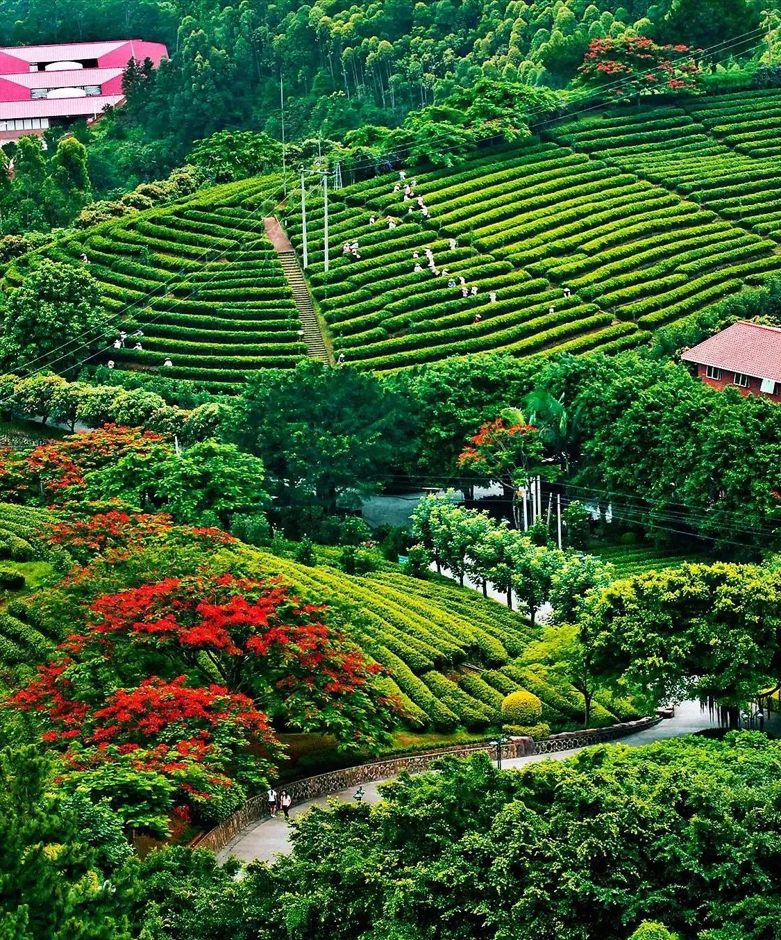 梅州雁南飞茶田景区旅行图片 2
