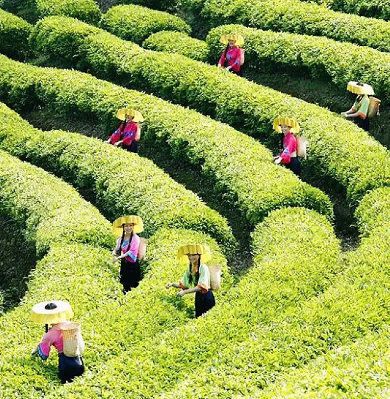 梅州雁南飞茶田景区旅行图片 3